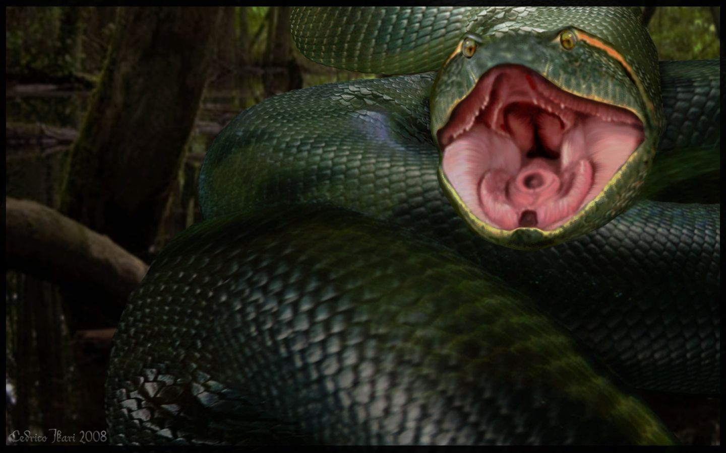 Anaconda Wallpaper FREE Picture