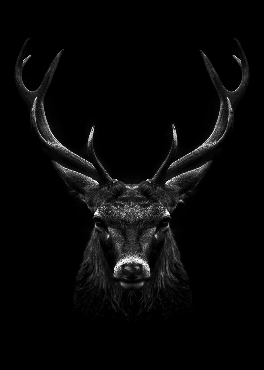 Deer Head Wallpapers - Wallpaper Cave