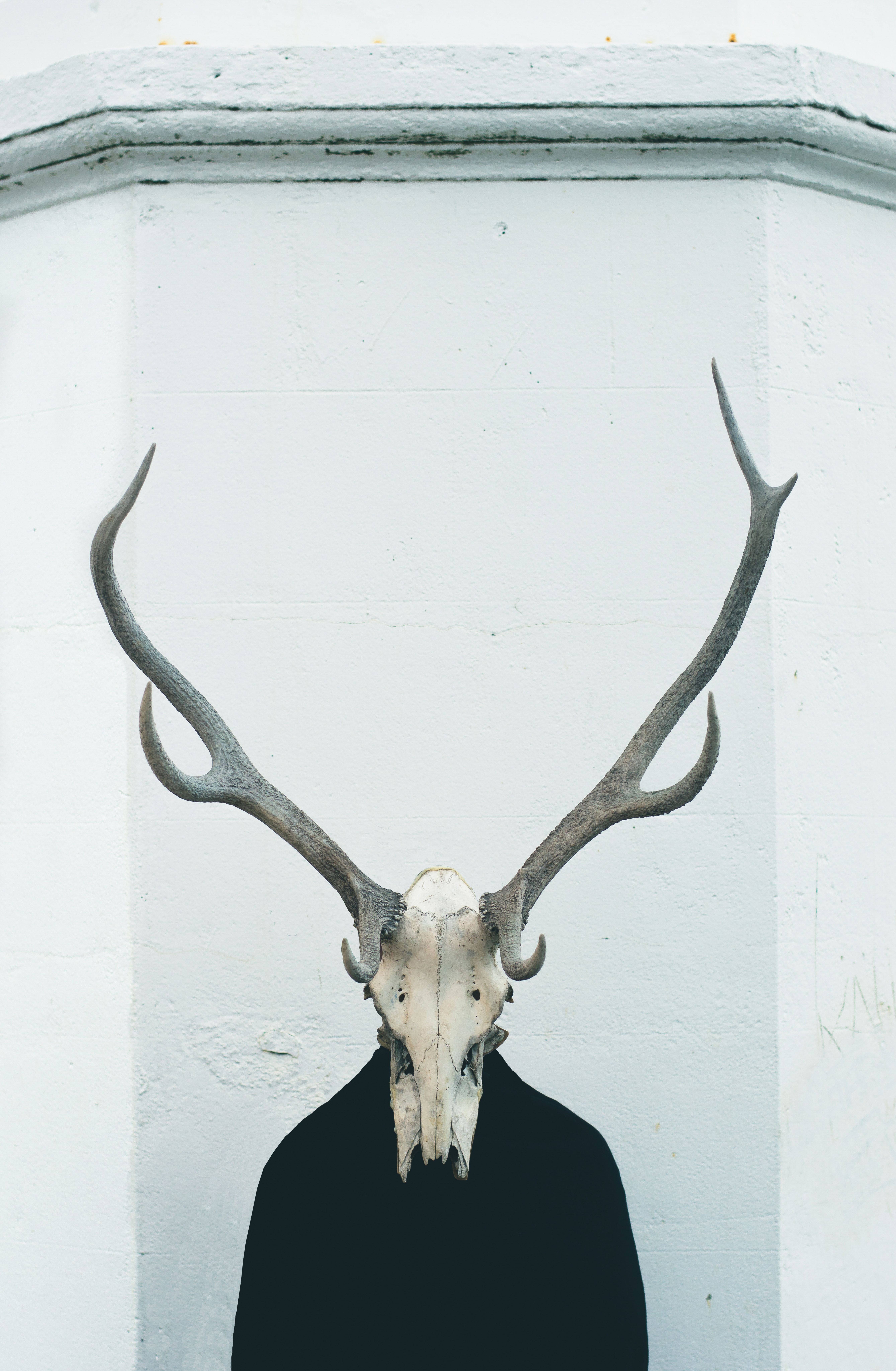 Free Image, horn, material, antler, bone, deer head, exposition, reindeer, gallery, skeleton, animal skull, odd art, trophy hunting 5355x8192