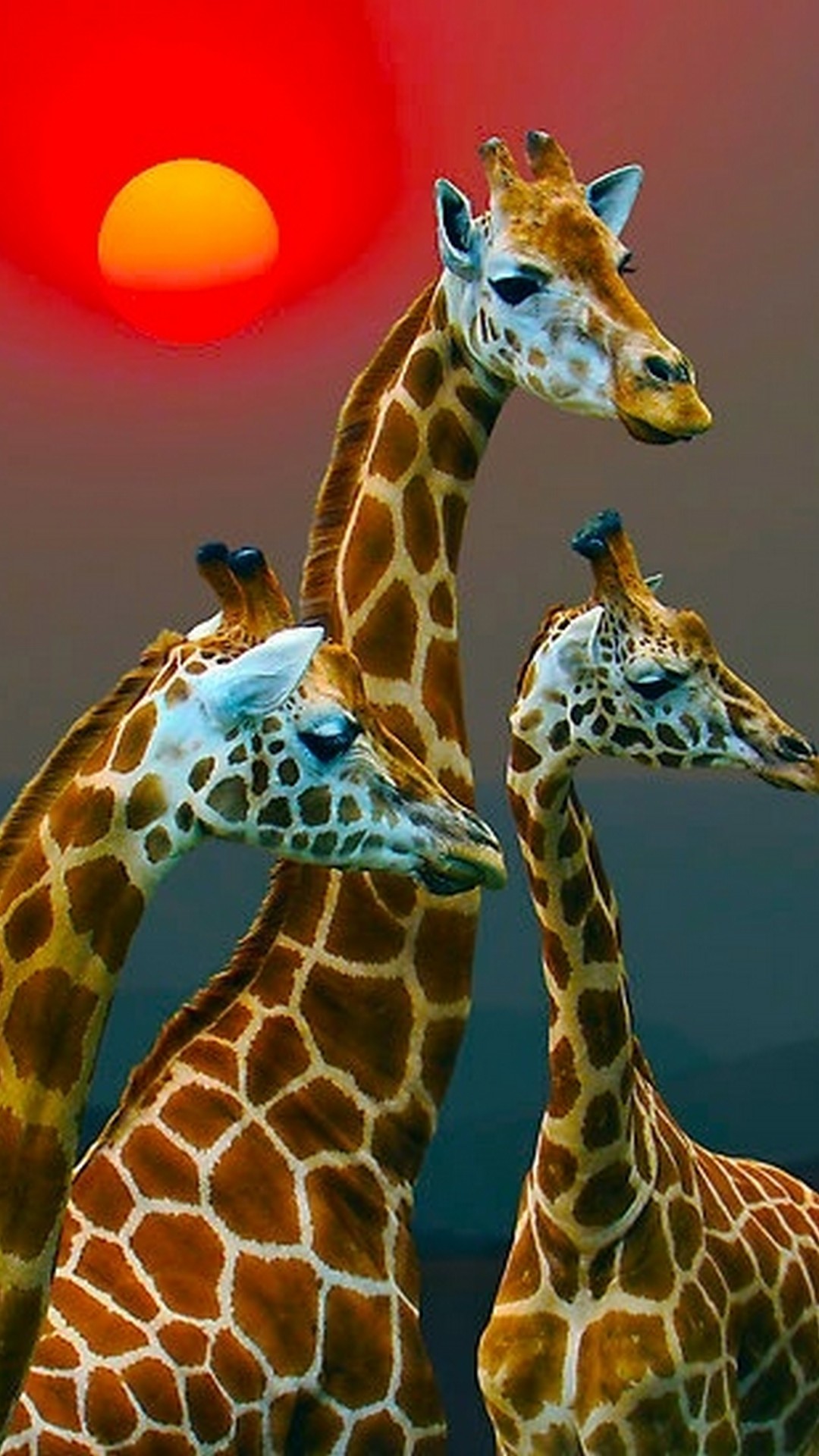 African Giraffe iPhone Wallpaper Live Wallpaper HD