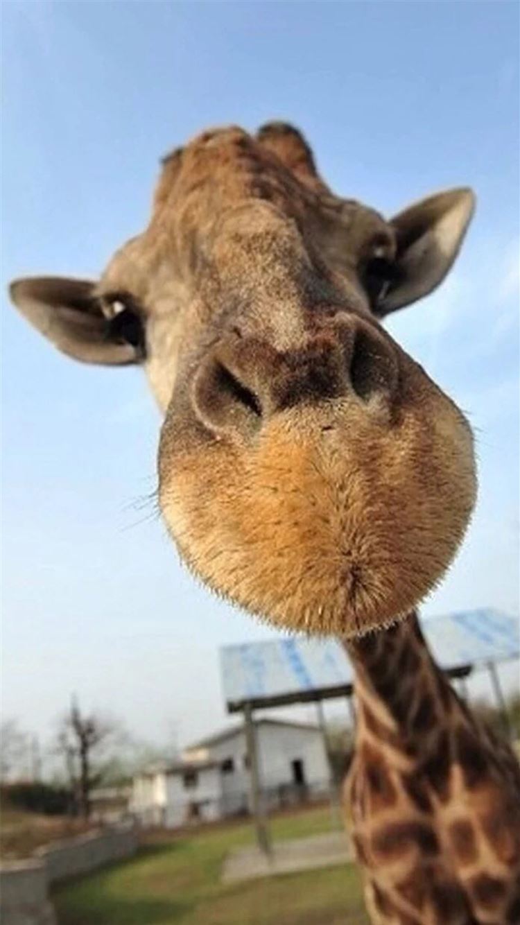 Cute Funny Giraffe Macro Face Animal iPhone 8 Wallpaper Free Download
