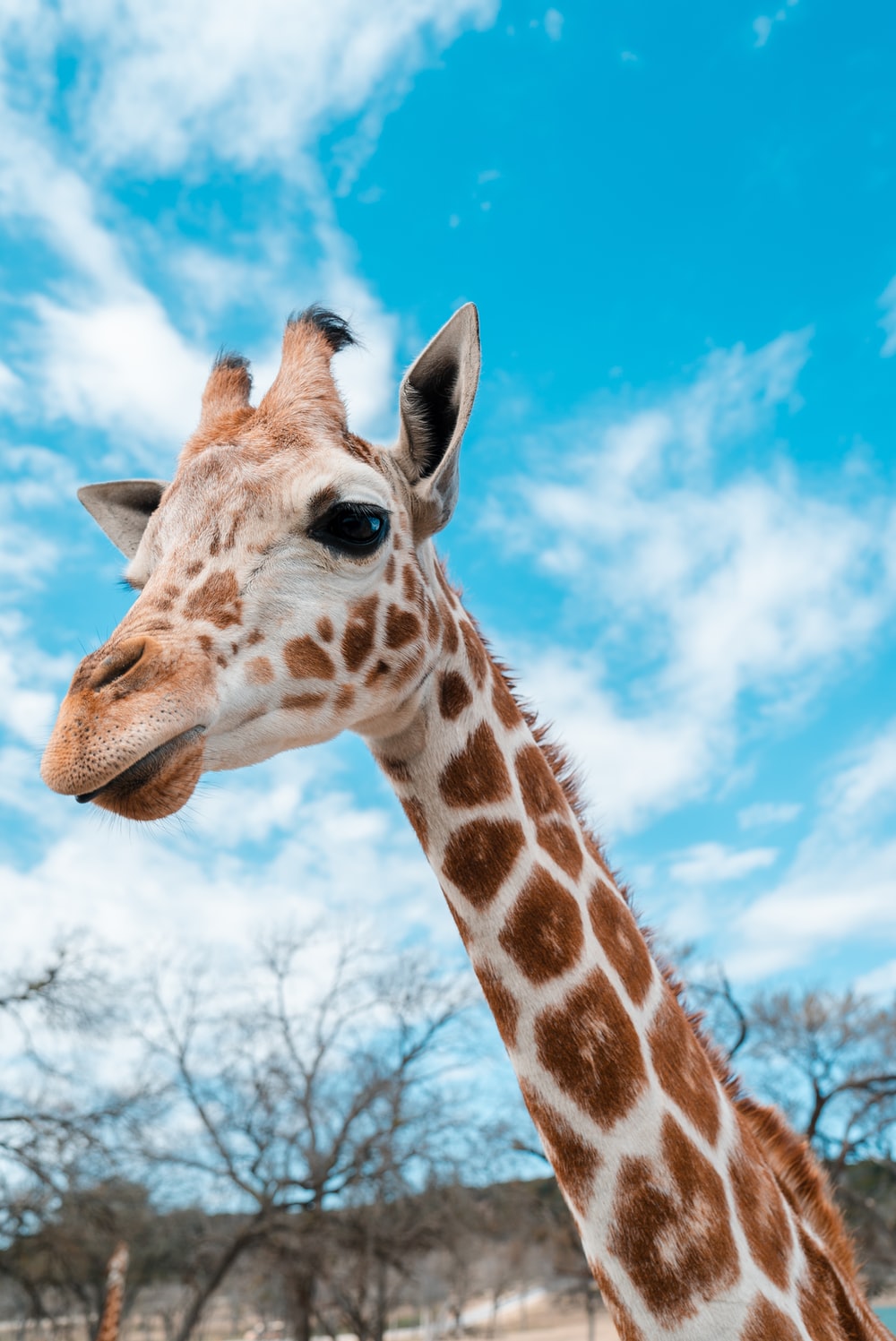 Cute Giraffe iPhone Wallpapers - Wallpaper Cave