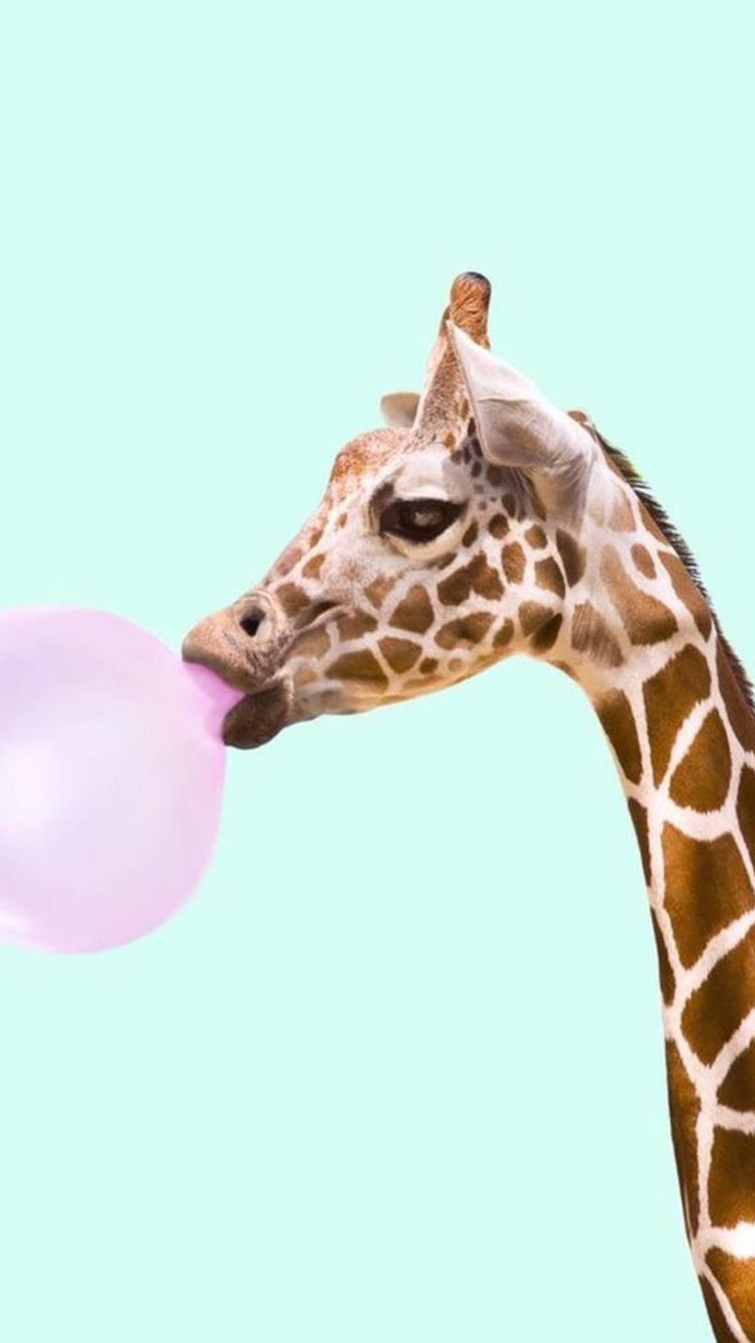 Animals iPhone Wallpaper, HD Animals iPhone Background on WallpaperBat