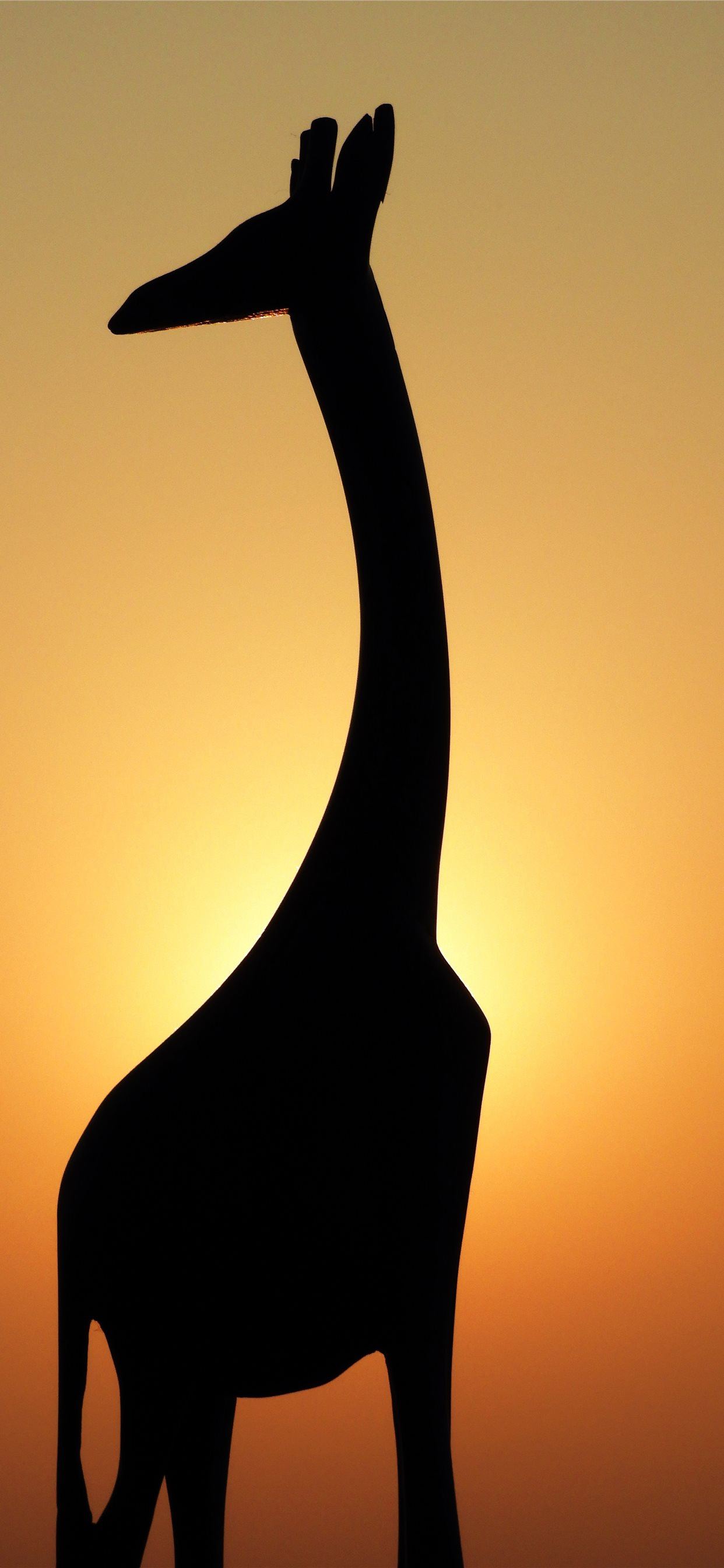 silhouette of giraffe iPhone SE Wallpaper Free Download