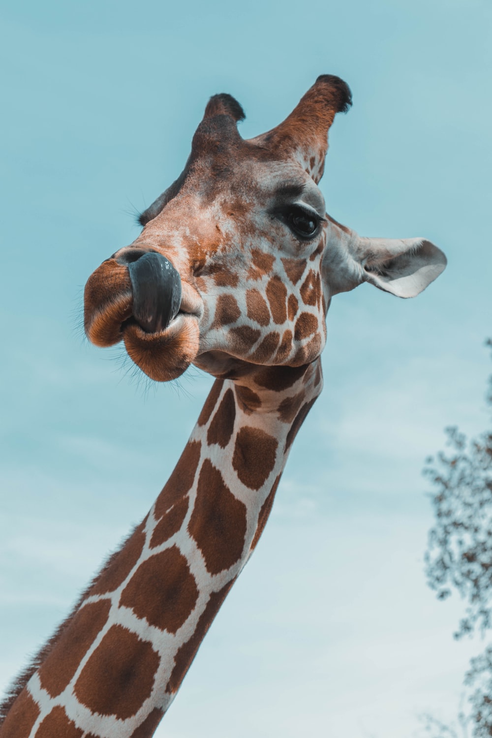 Cute Giraffe iPhone Wallpapers - Wallpaper Cave