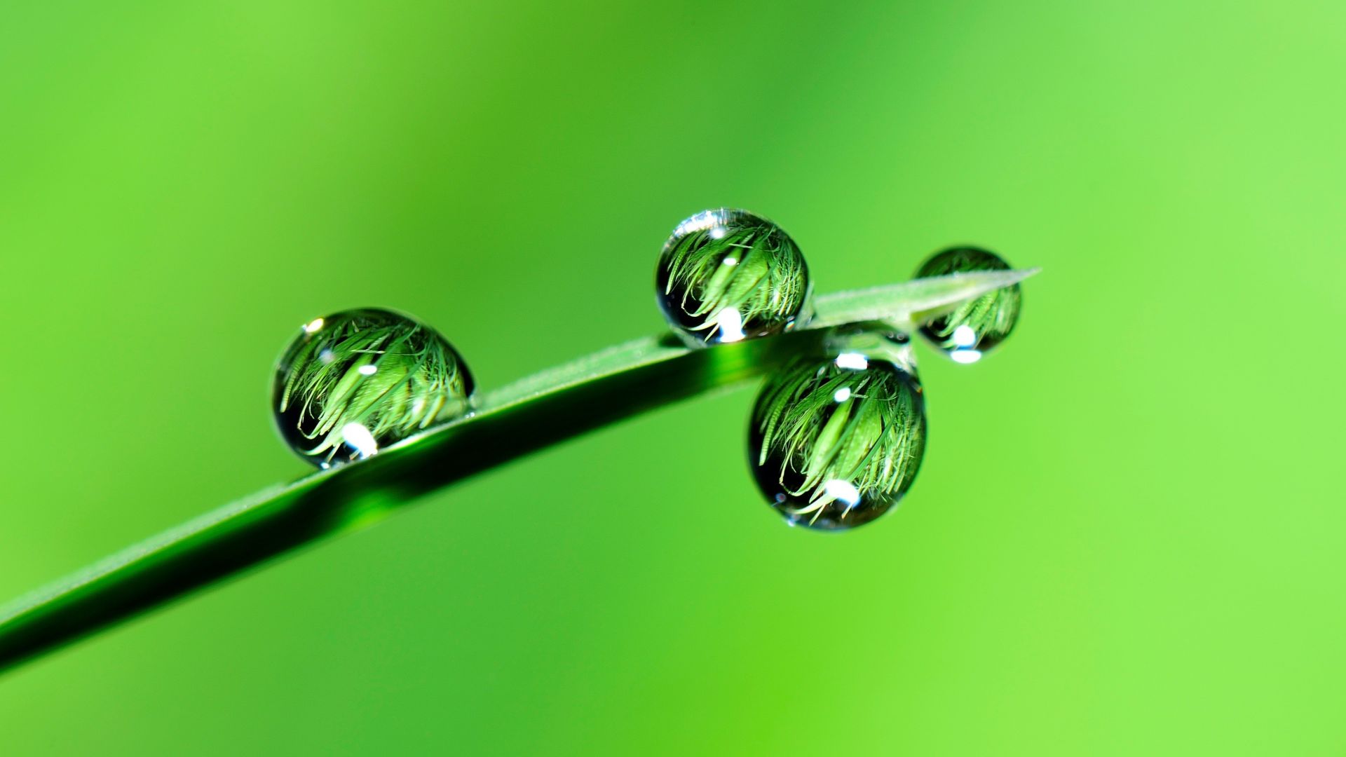 Desktop Wallpaper Water Drops, Grass, Close Up, 4k, HD Image, Picture, Background, 27f1e4