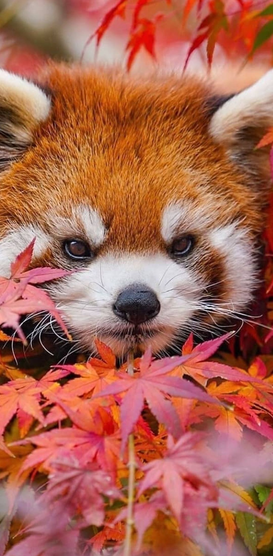 WALLPAPER PHONE. CUTE. ANIMALS. RED PANDA.. Red panda cute, Cute animals, Panda background