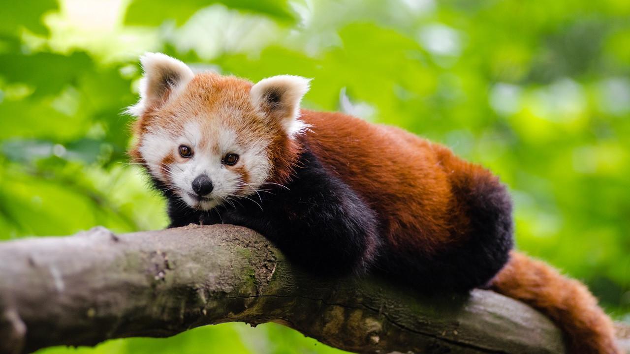 Cute Red Panda Wallpaper for Android