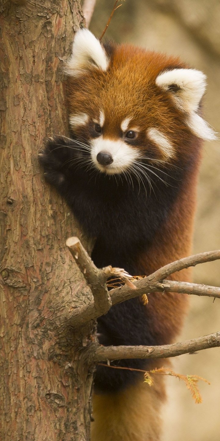 Animal Red Panda