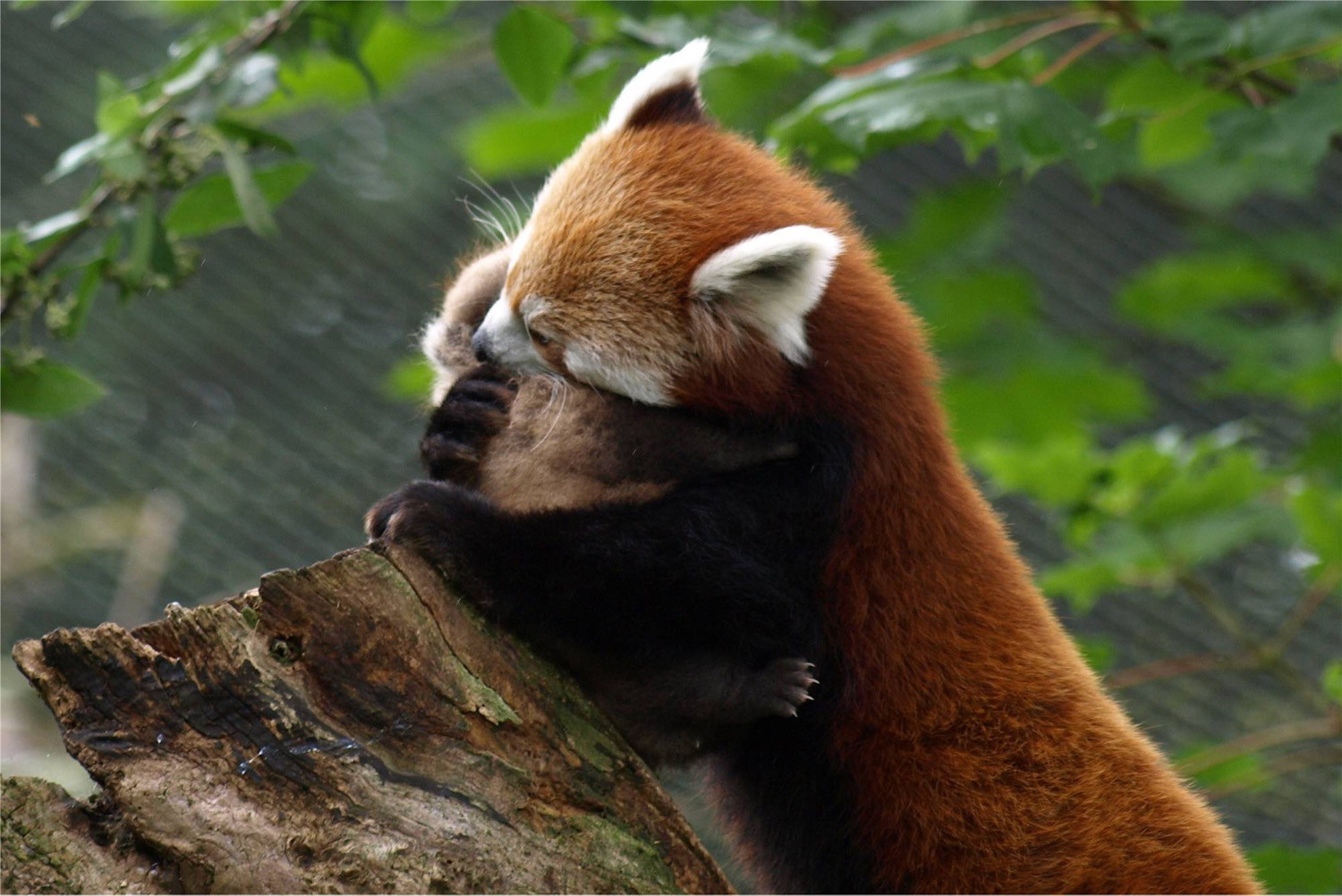 4K wallpaper: Adorable Cute Baby Red Panda Wallpaper