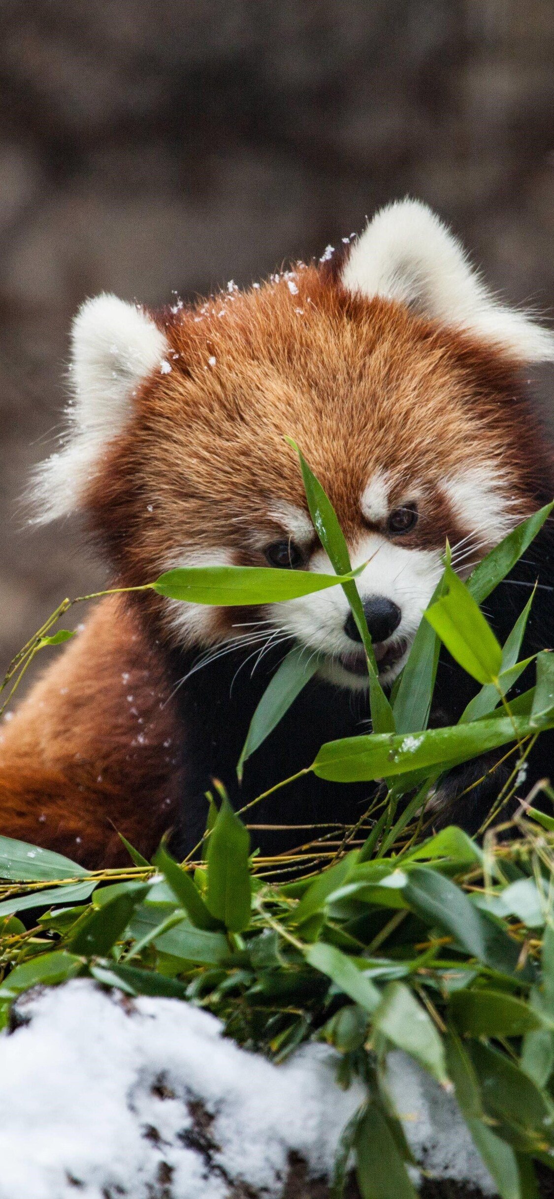 Red Panda iPhone XS, iPhone iPhone X HD 4k Wallpaper, Image, Background, Photo and Picture