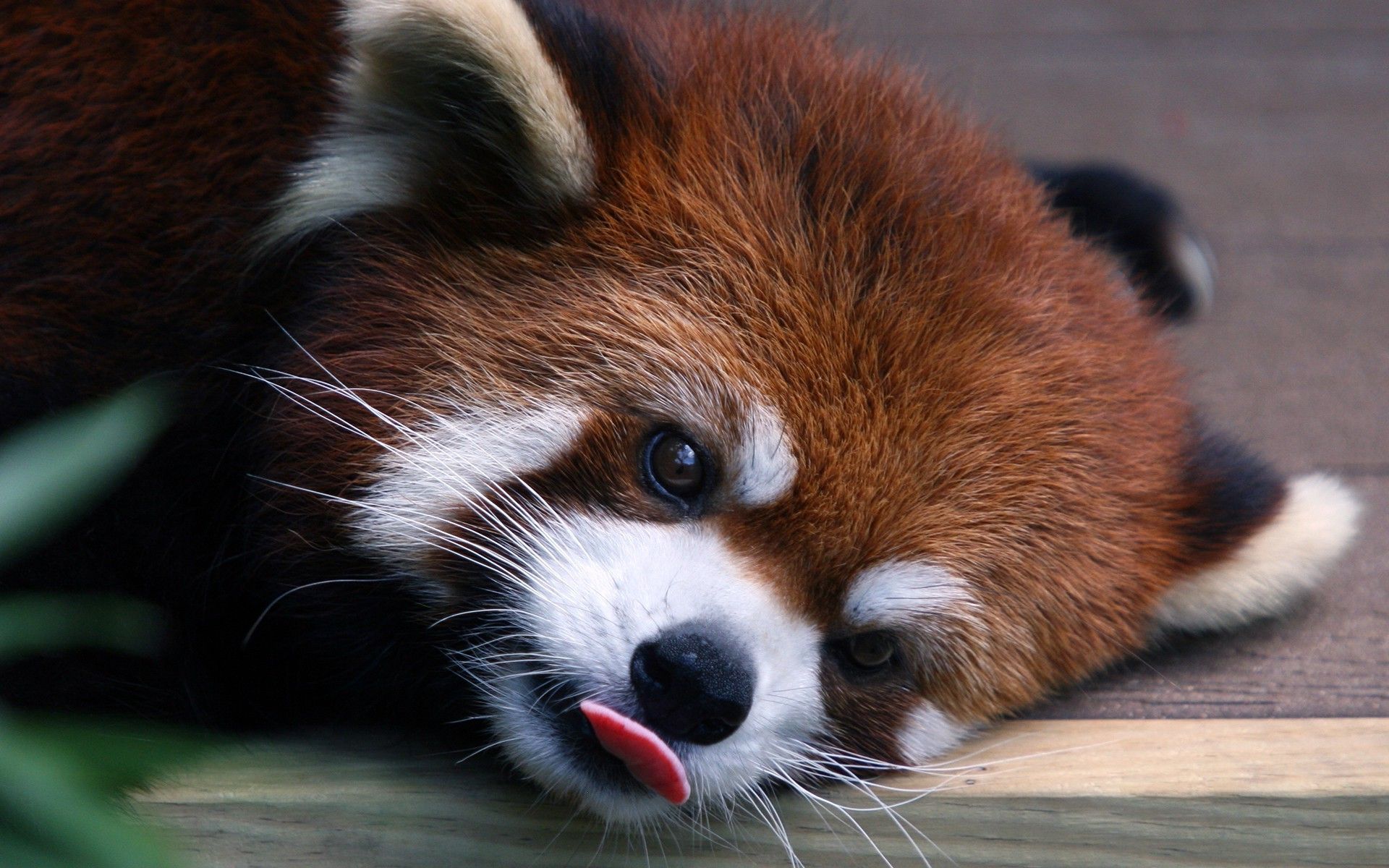 animals, Red Panda, Nature, Red Wallpaper. Cute baby animals, Red panda, Baby animals