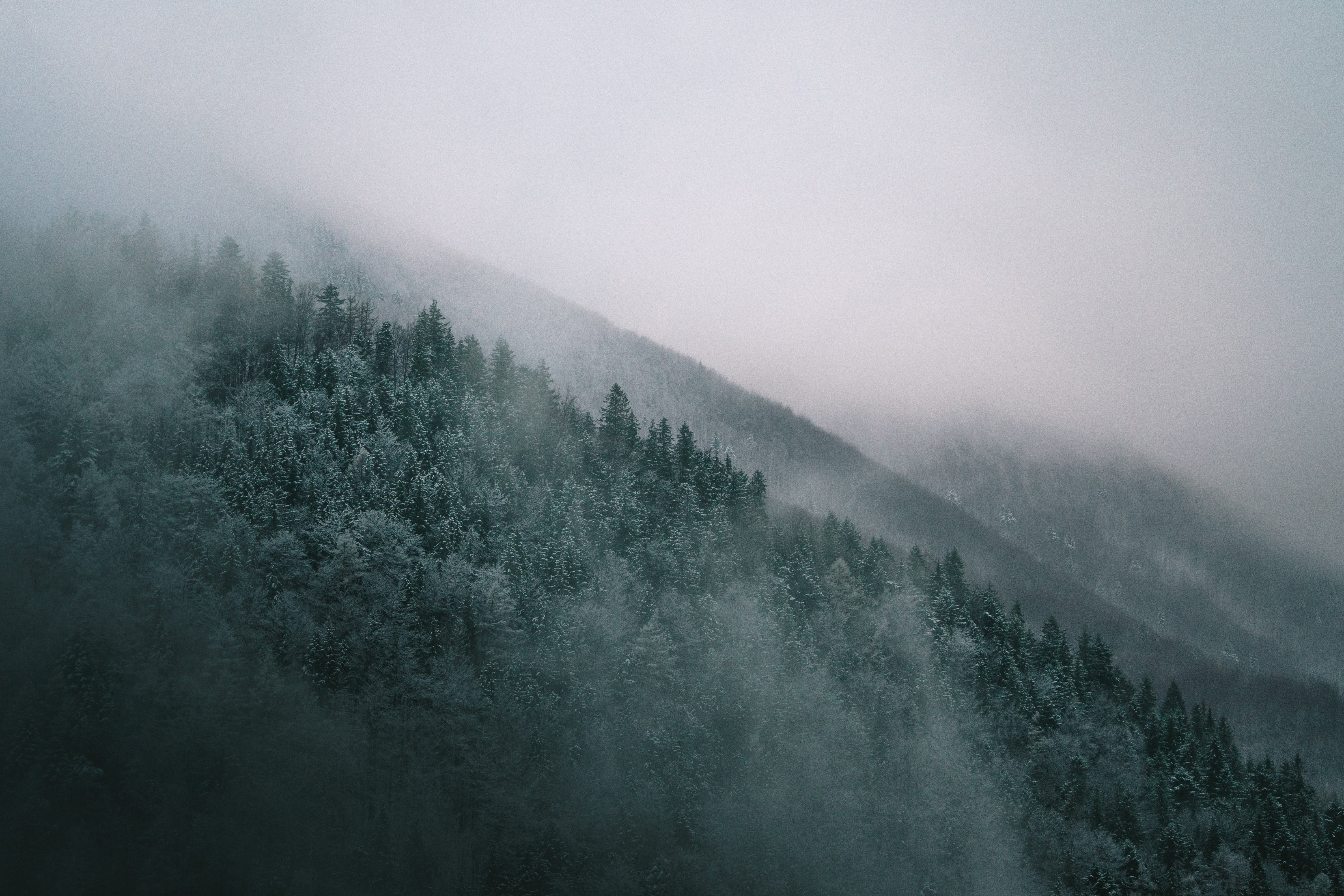6000x4000 rainy, wallpaper, mountain, outdoors, moody, malá fatra, snow, winter, Public domain image, forest, mist, fog, tree, weather, abies, foggy, fir, nature, plant, mountains, conifer