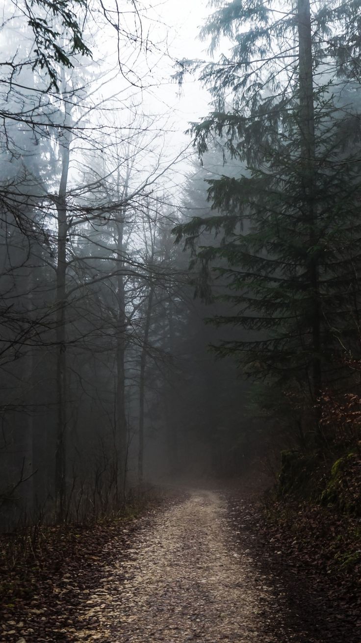 foggy forest, path, autumn, gloomy weather