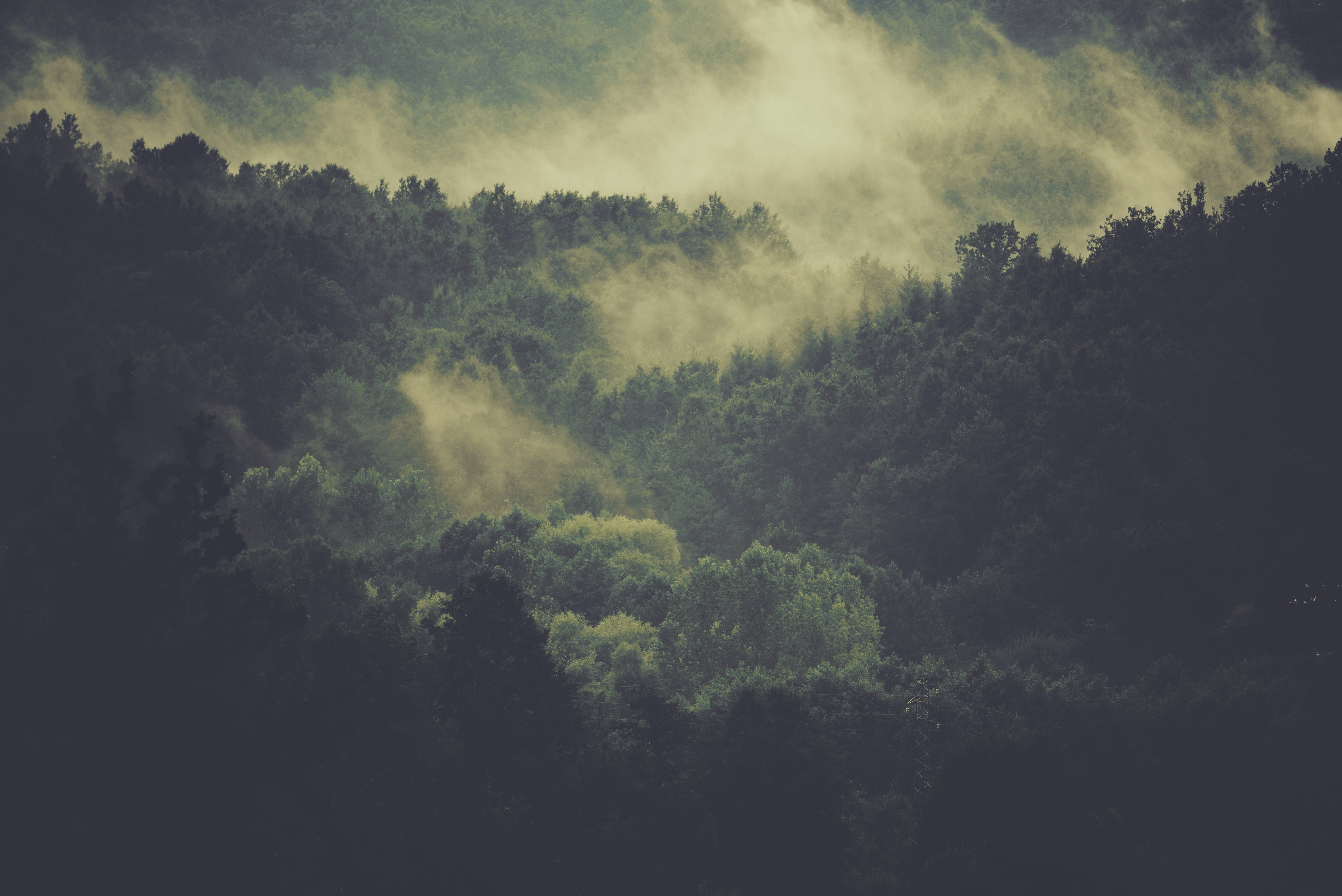 misty forest HD wallpaper, background