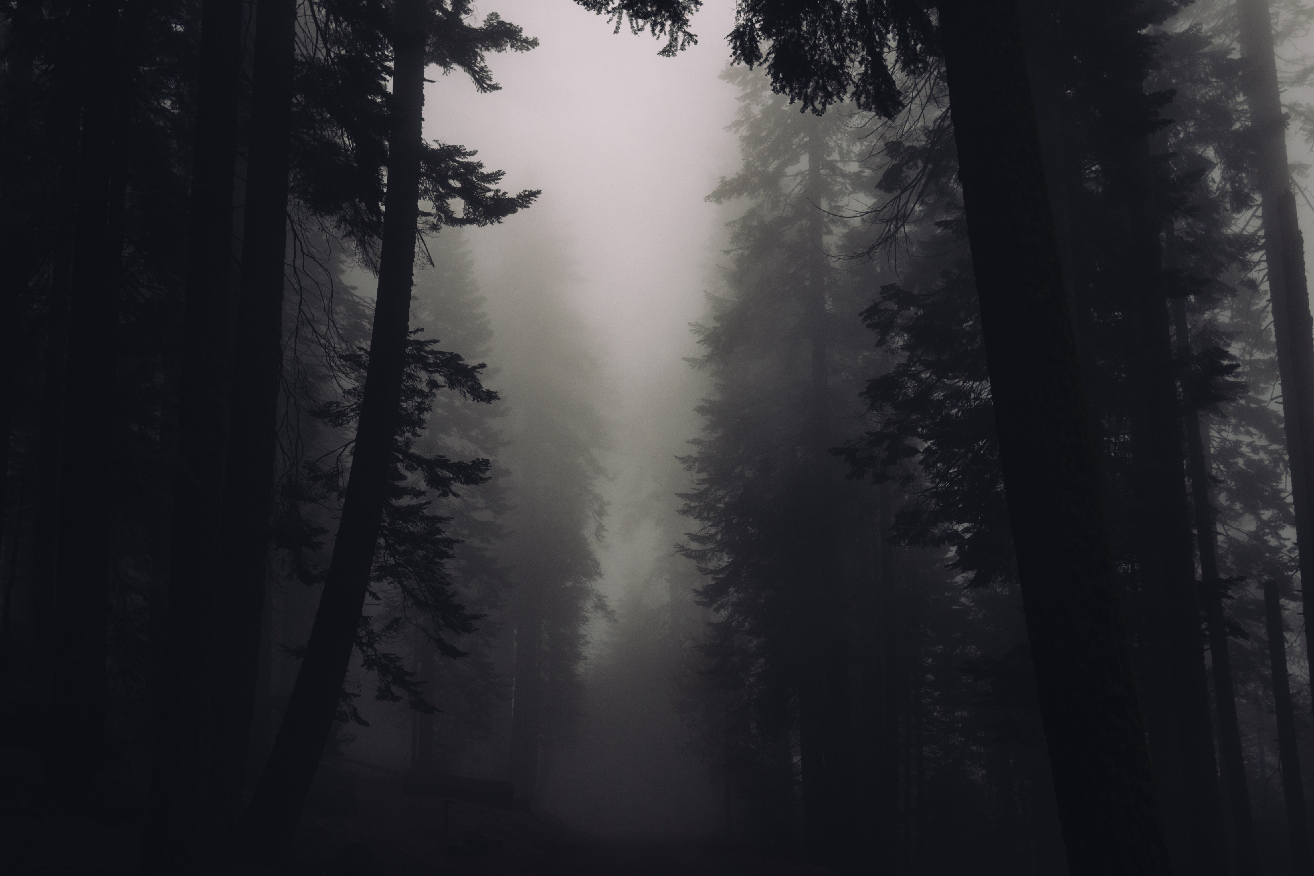Black And White Creepy Dark Eerie Fog Foggy Forest Nature Silhouette Trees Wallpaperx3064