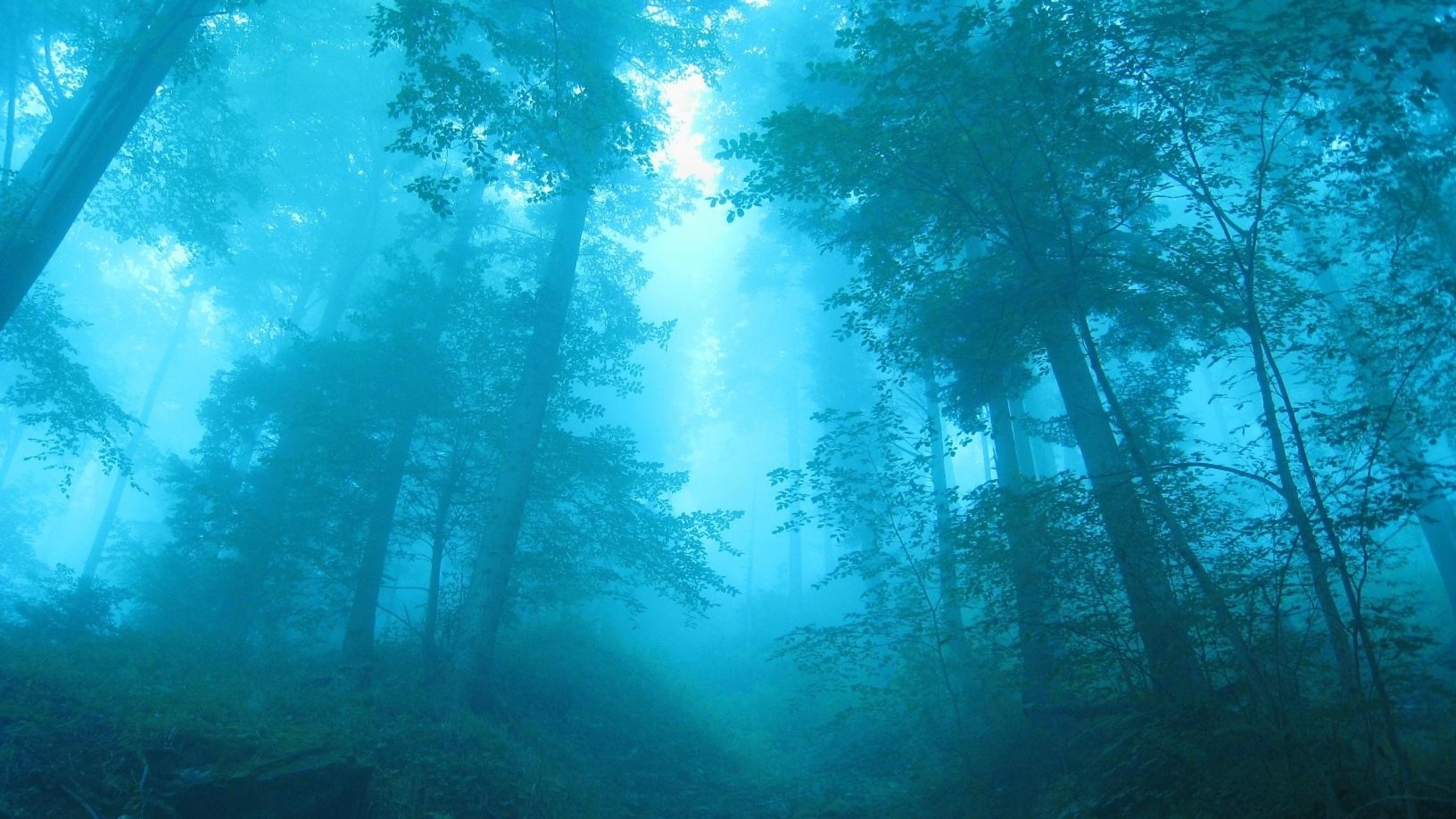 Foggy Forest HD Wallpaper