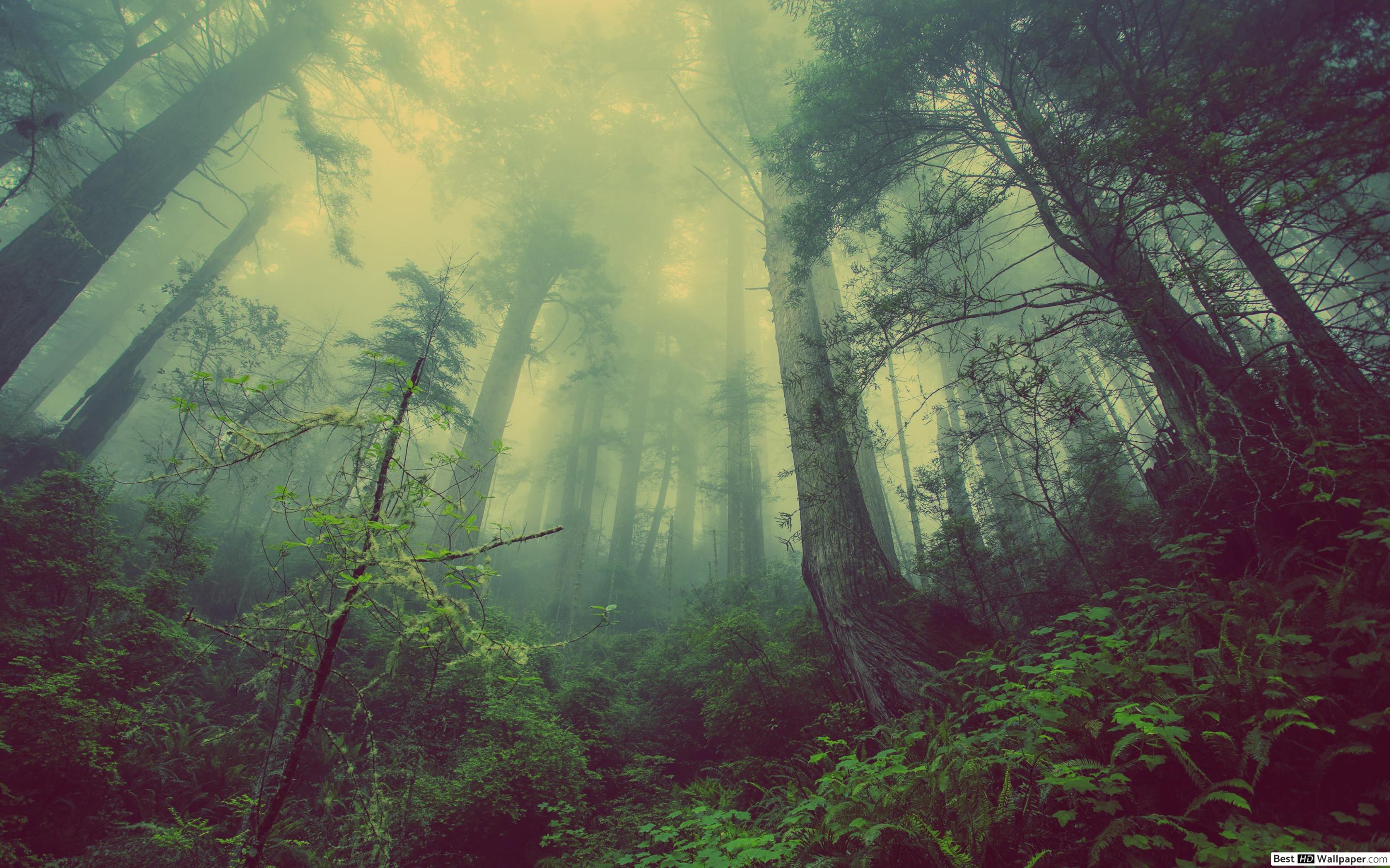 Rainy Forests HD wallpaper download