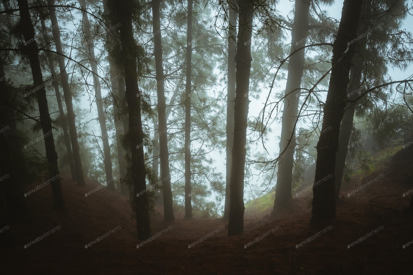Pine trees in mysterious foggy forest. Rainy and misty weather. Fog comming from Cova crater into photo by Shunga_Shanga on Envato Elements