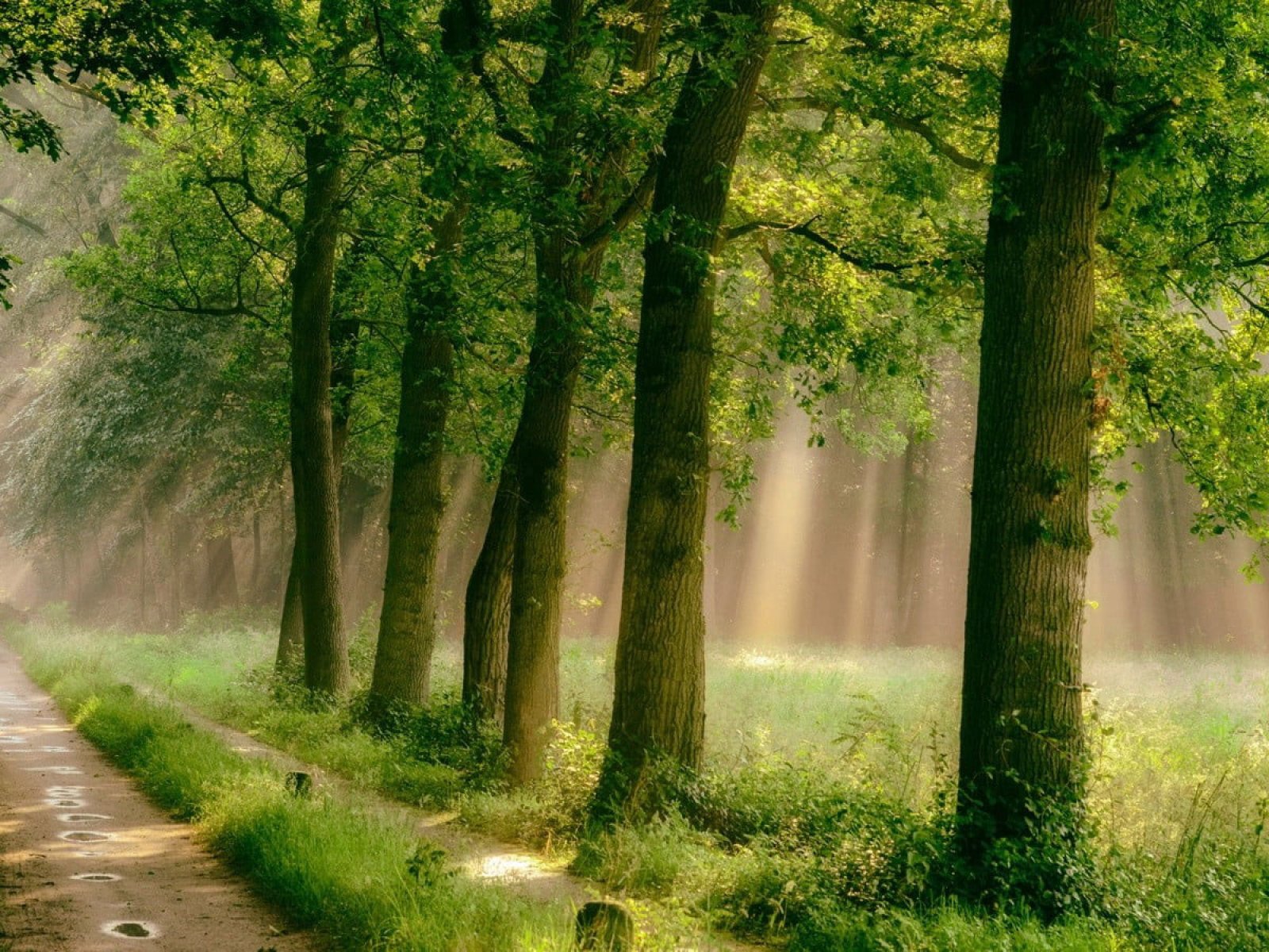 Green leafed trees wallpaper, forest, road, grass, mist, path, rain, sunlight • Wallpaper For You HD Wallpaper For Desktop & Mobile