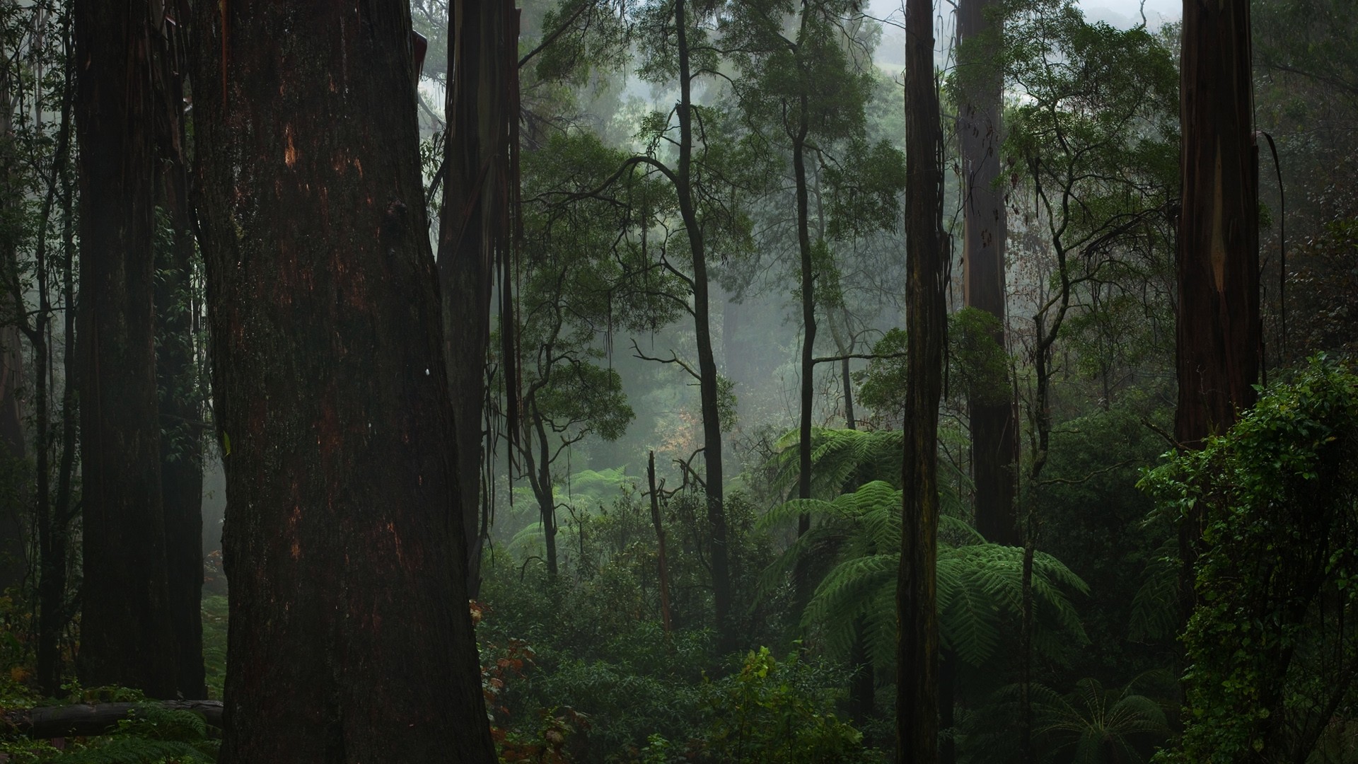 Free download Forest Fog Wal [1920x1080] for your Desktop, Mobile & Tablet. Explore Fog Forest Wallpaper. Foggy Lake Wallpaper, Foggy Forest Wallpaper, Fog Wallpaper HD