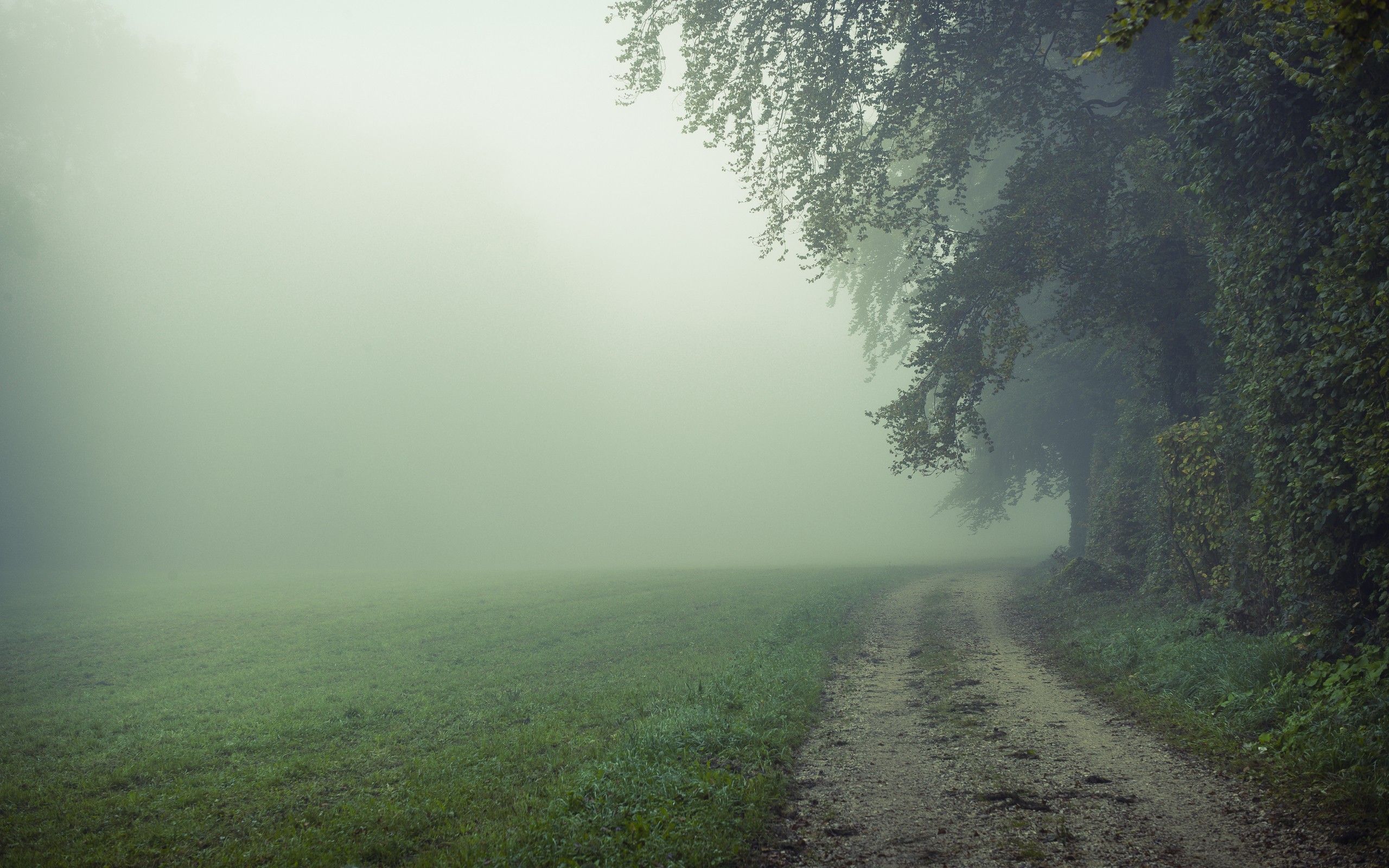 Foggy Field Wallpaper, HD Foggy Field Background on WallpaperBat