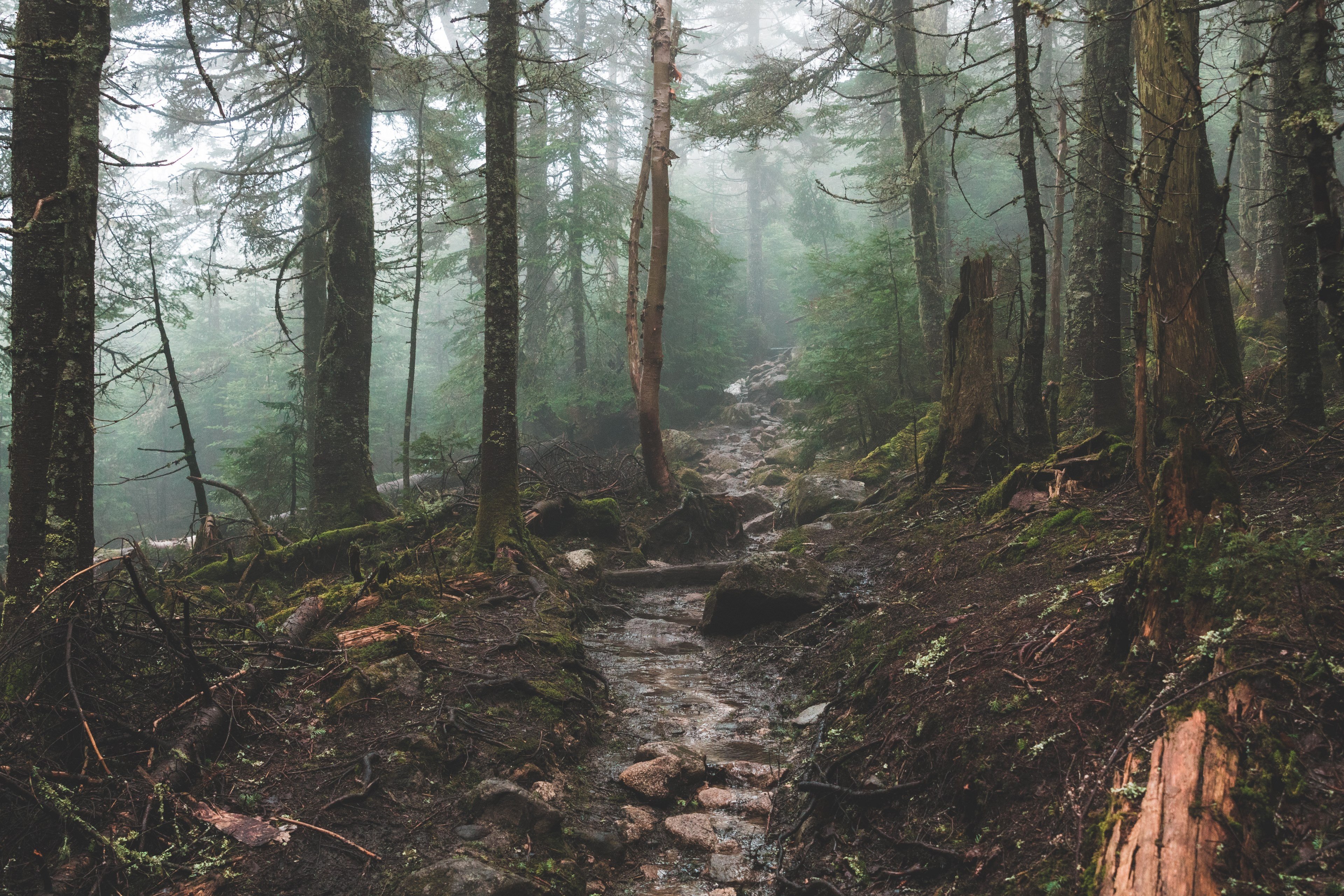 Wallpaper / a small rocky creek in a forest on a foggy day, misty forest creek 4k wallpaper