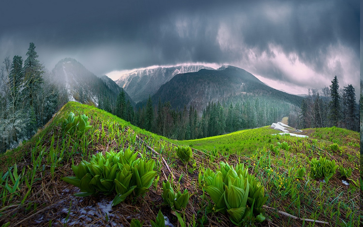 mist, Nature, Landscape, Spring, Mountain, Forest, Clouds, Rain, Trees, China, Shrubs Wallpaper HD / Desktop and Mobile Background