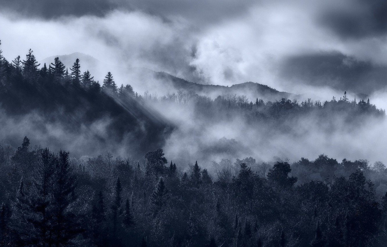 Wallpaper Fog, Forest, Spruce forest image for desktop, section природа