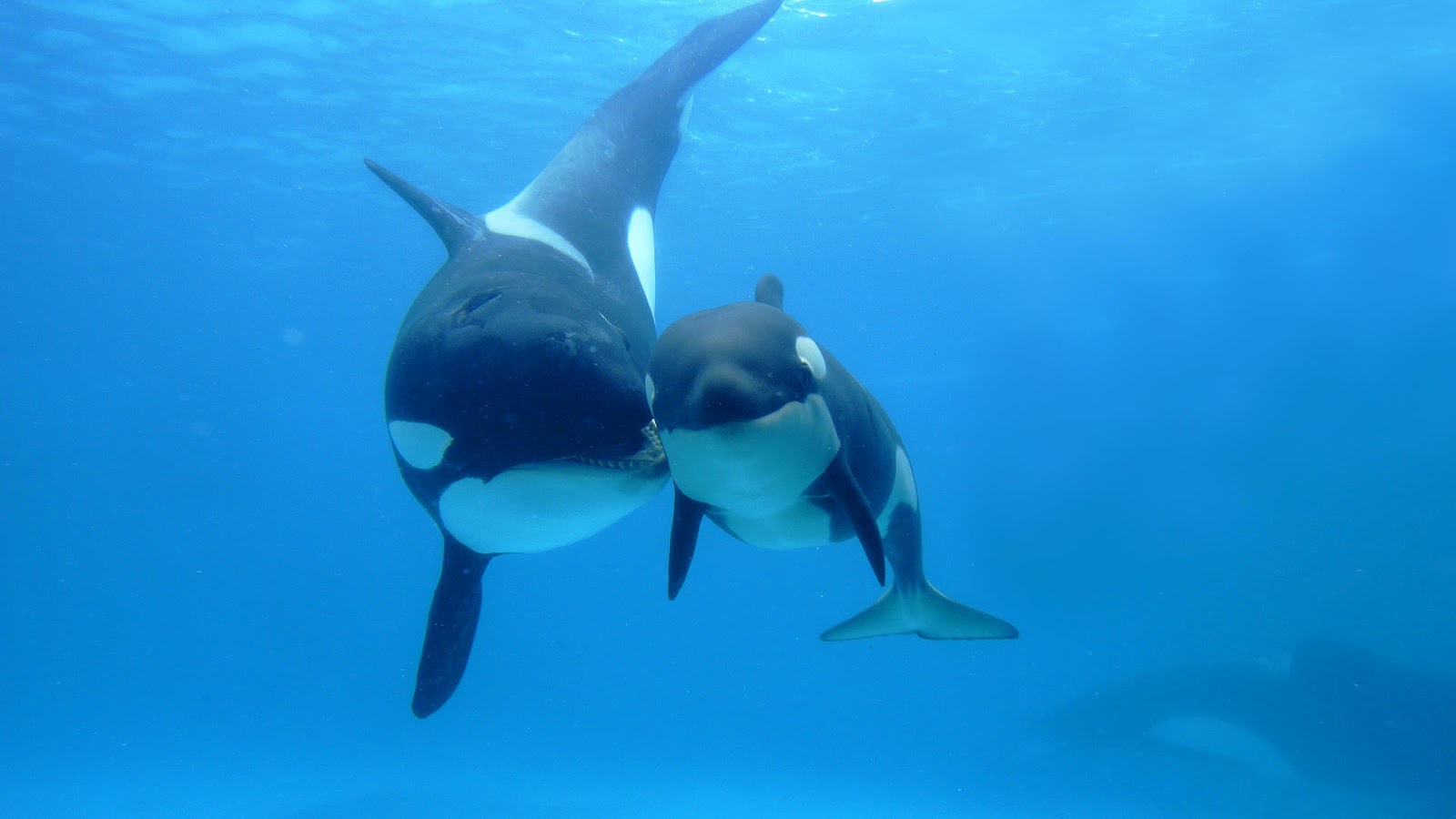 Killer Whale With Baby
