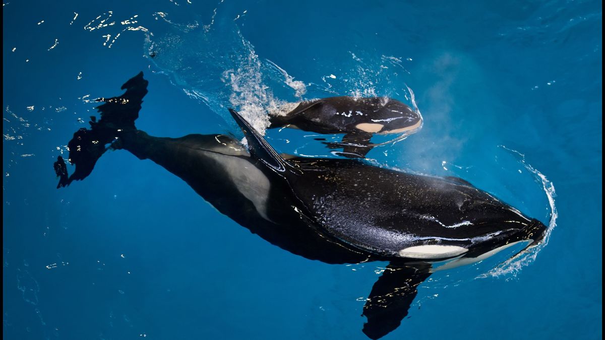 This baby killer whale is the last one born at SeaWorld