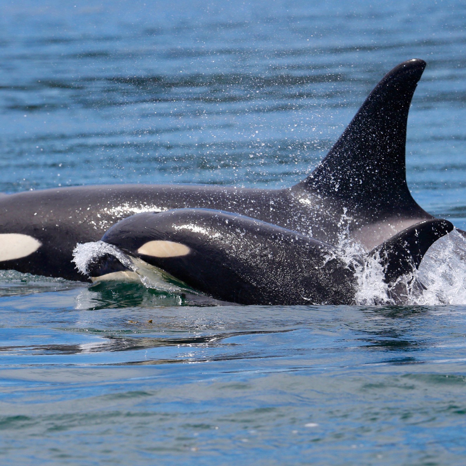 Killer Whale Helps Boat Crew Rescue Her Baby From Fishing Gear in Video