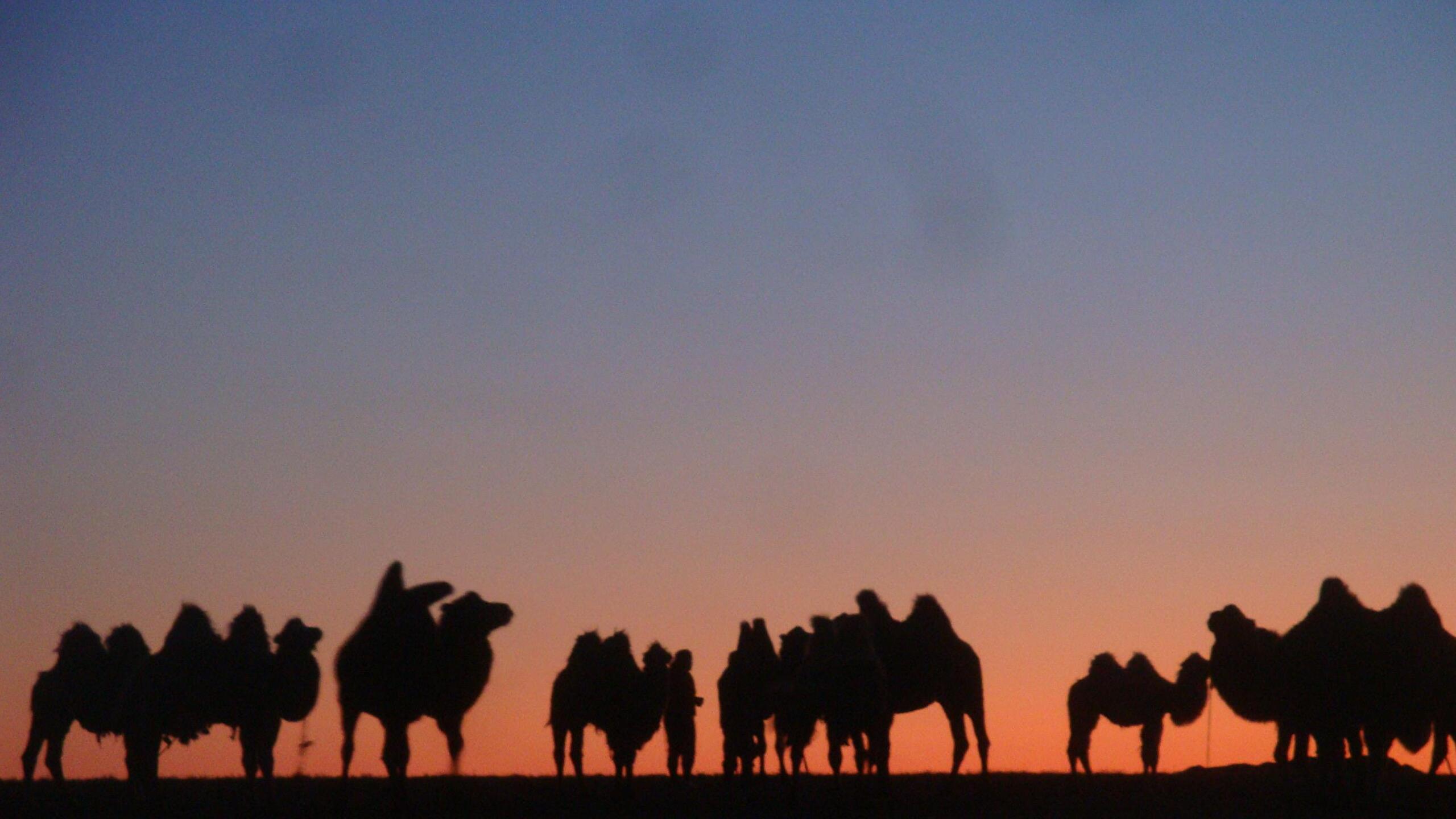 Mongolian 4K wallpaper for your desktop or mobile screen free and easy to download