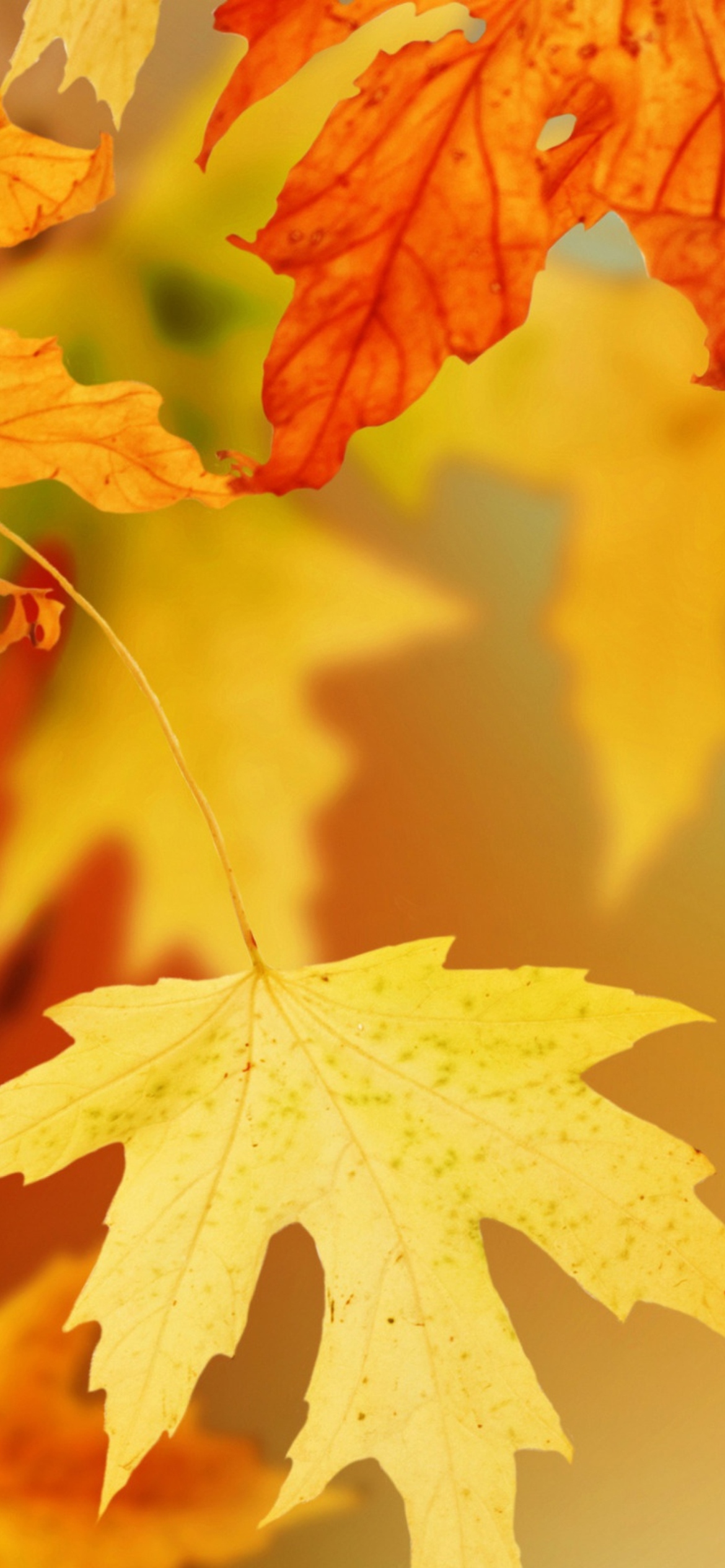 Yellow Autumn Leaves Wallpaper for iPhone 11 Pro