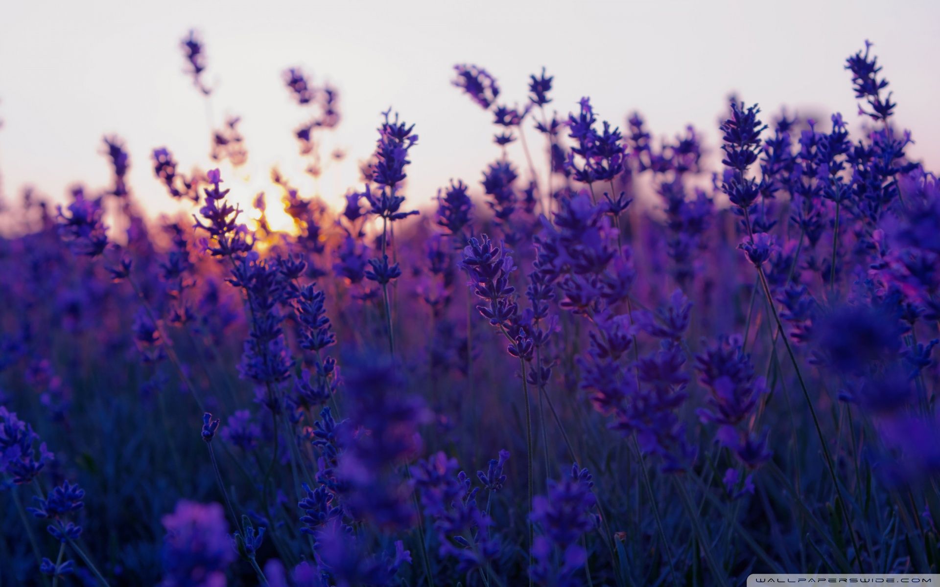 Lilac Aesthetic Wallpaper Free Lilac Aesthetic Background