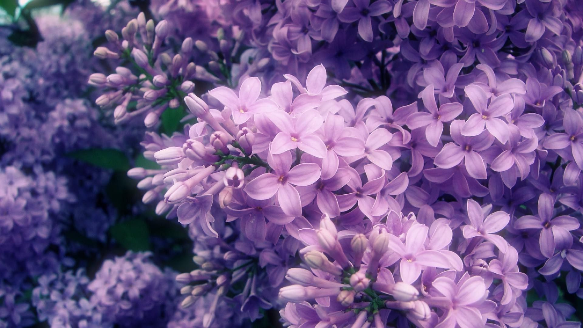 Lilac Wallpaper