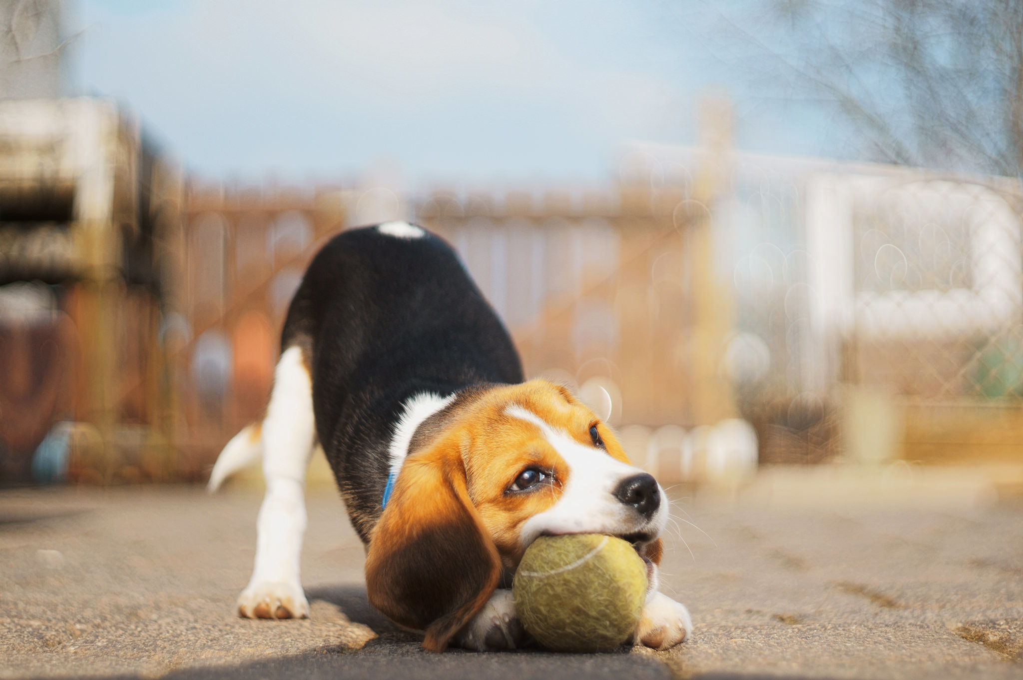 Wallpaper, dog, balls, baby animals, playing, puppies 2048x1361