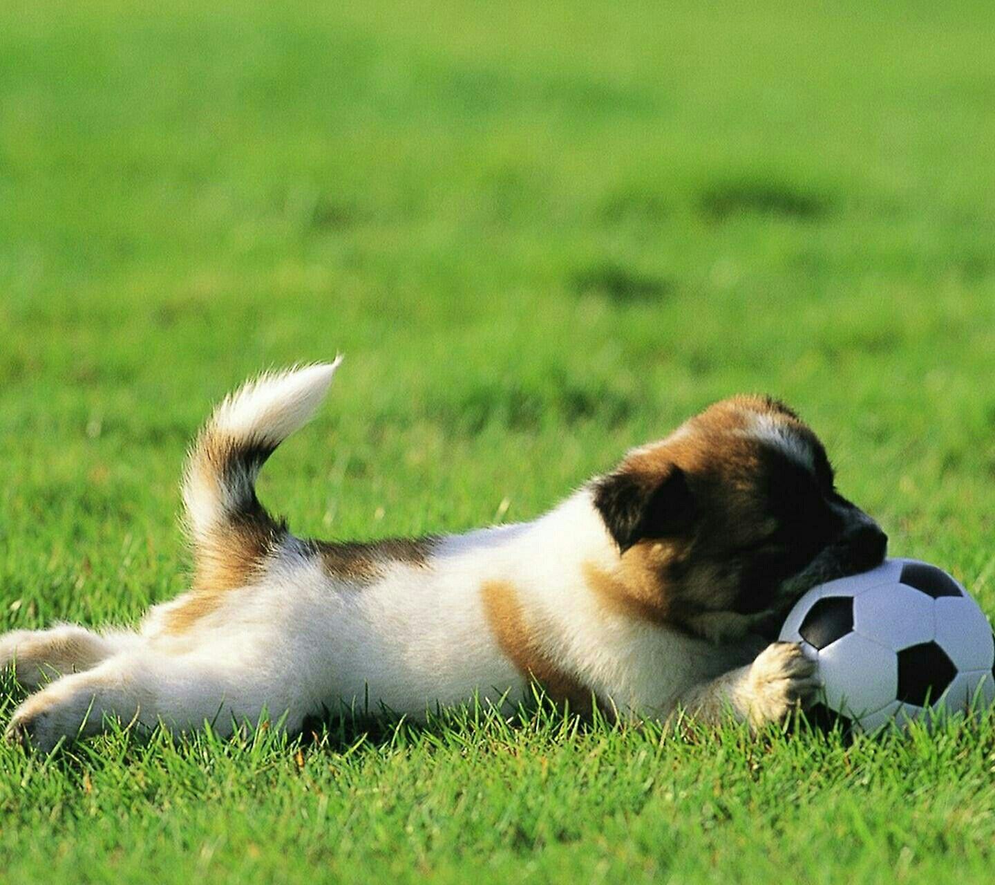 ANIMALES FOFURA. Dog expressions, Cute dog wallpaper, Dog allergies