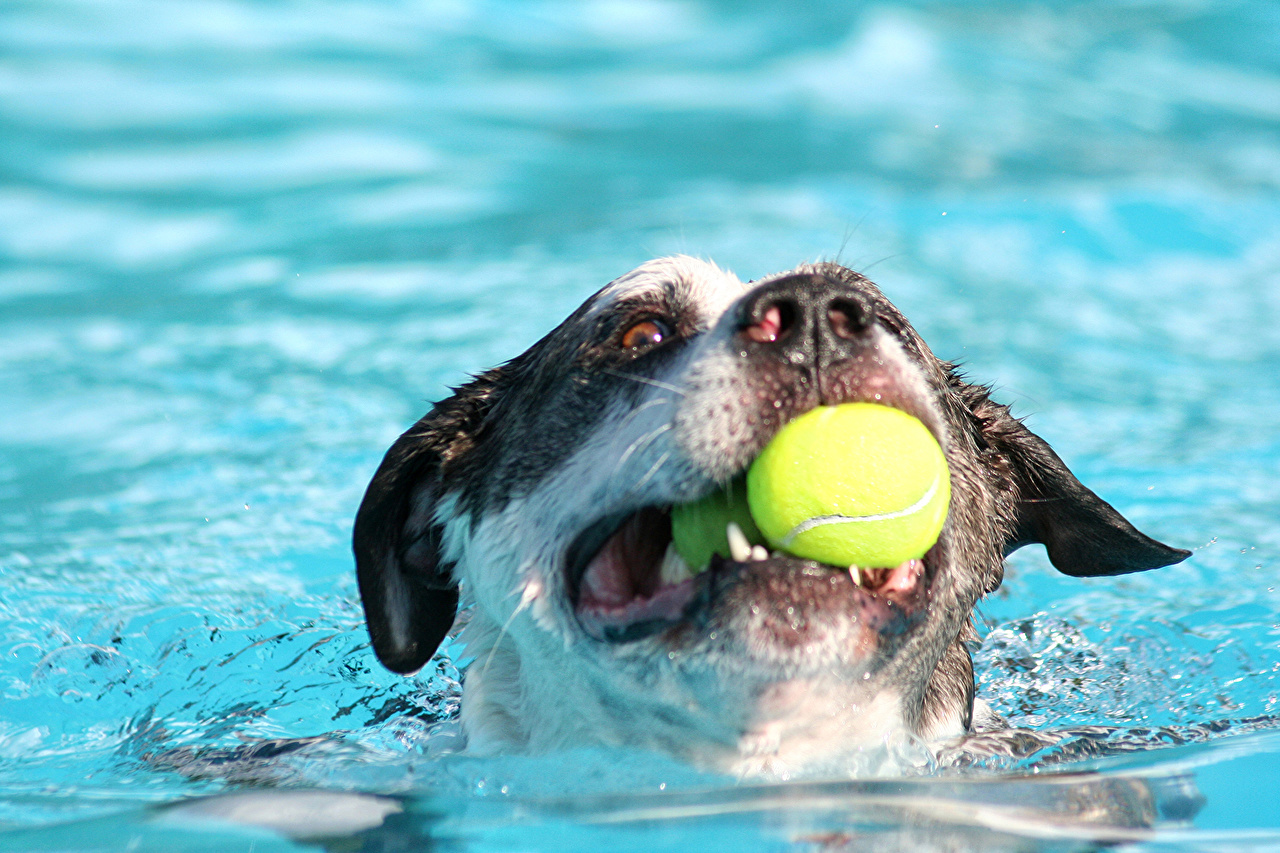 Desktop Wallpaper dog Ball Water Snout Animals