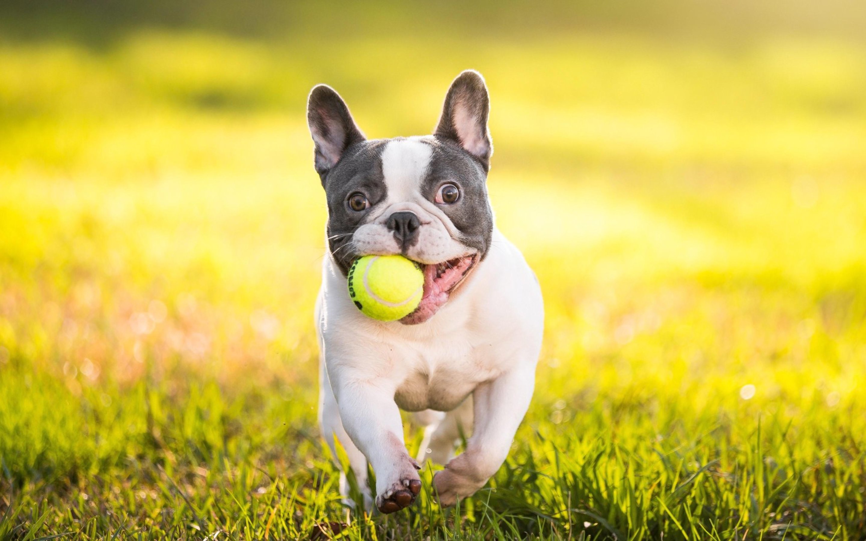 Download wallpaper french bulldog, tennis ball, funny dog, dogs, lawn, running dog, cute animals, bulldogs for desktop with resolution 2880x1800. High Quality HD picture wallpaper