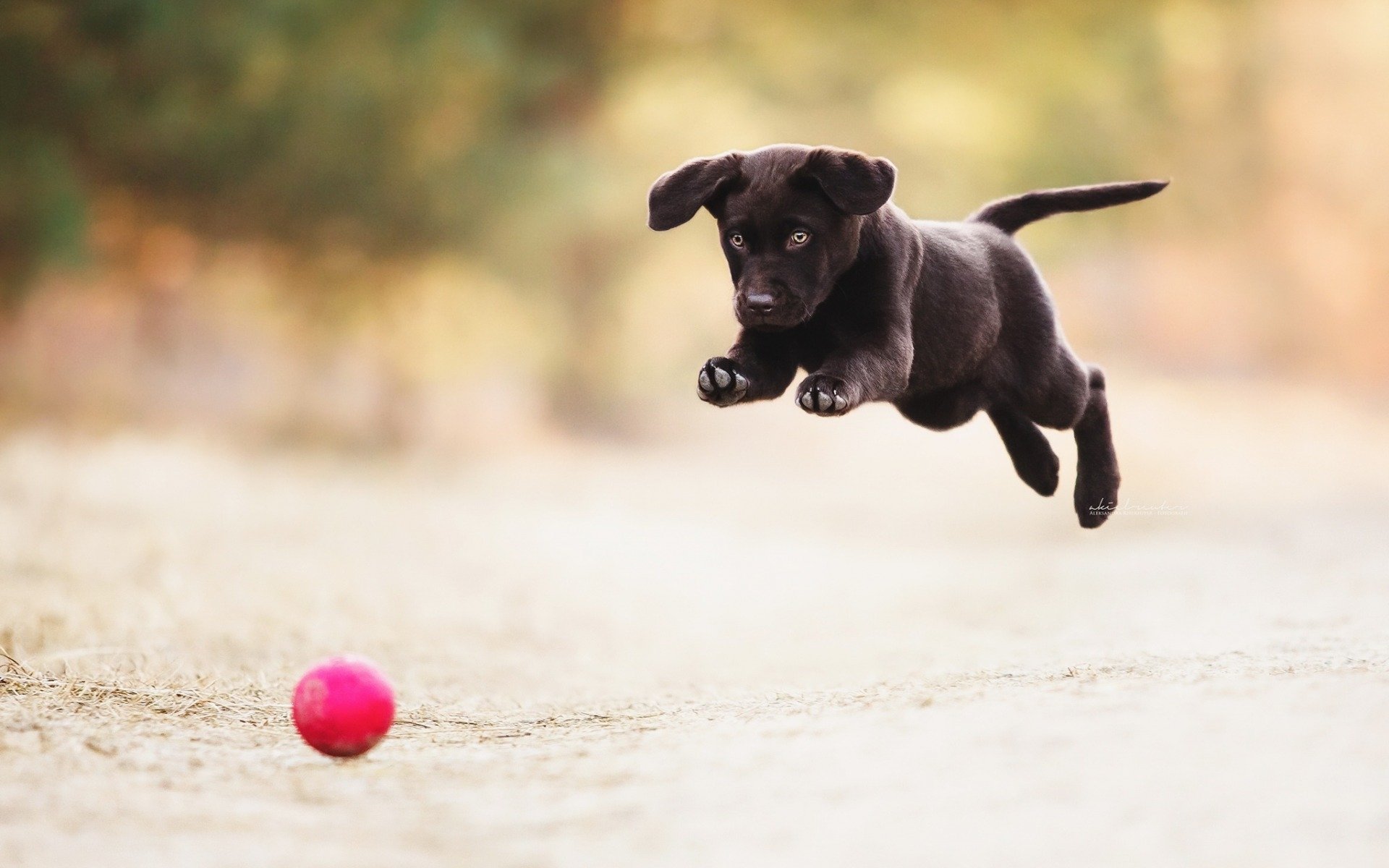 Puppy HD Wallpaper