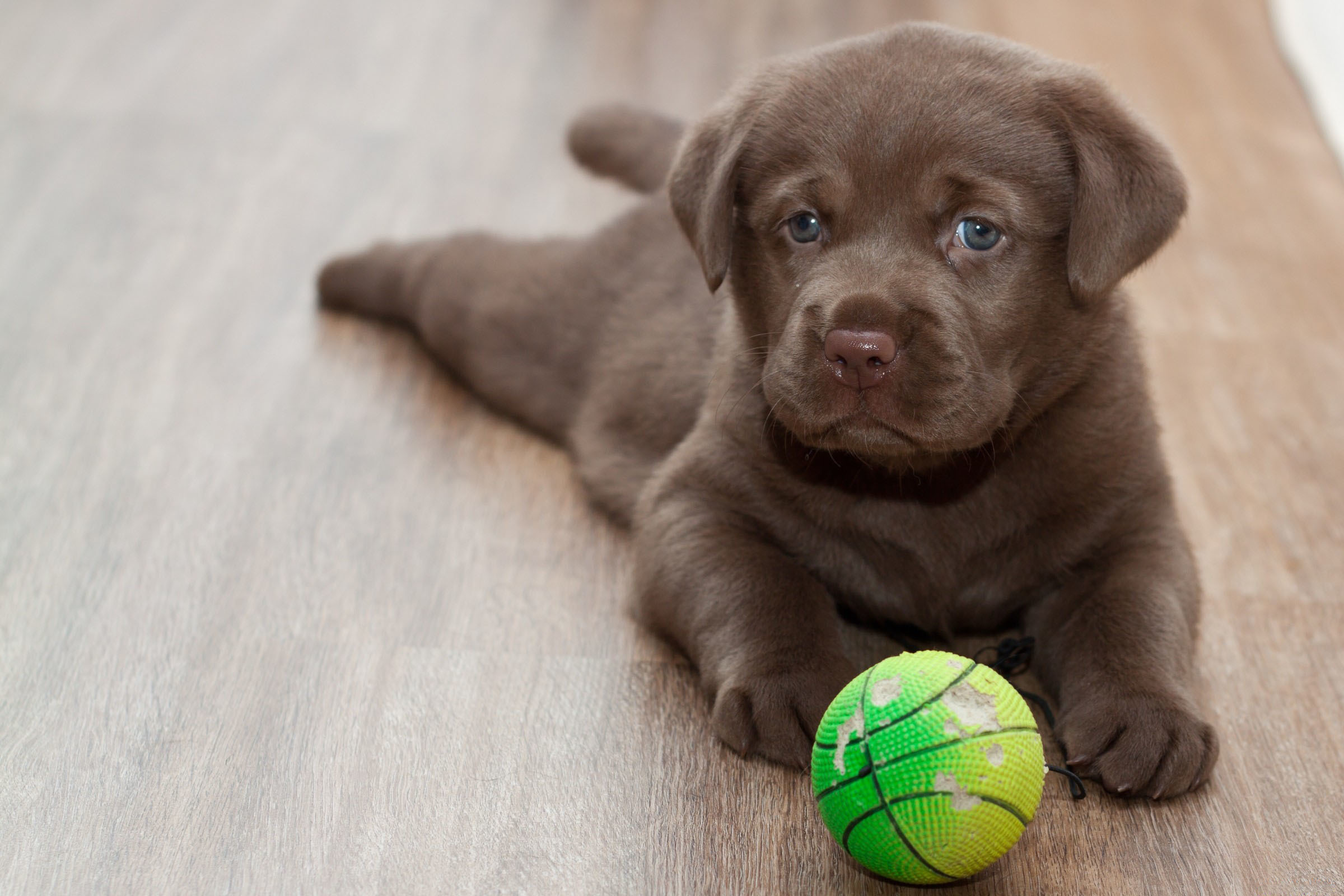 Wallpaper, ball, Labrador Retriever, puppy, playful, vertebrate, dog like mammal, dog breed, retriever 2400x1600