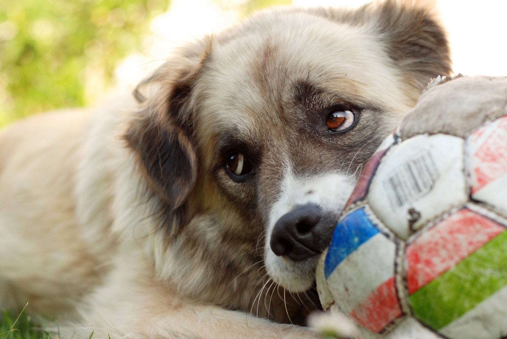 dog the game the ball HD wallpaper