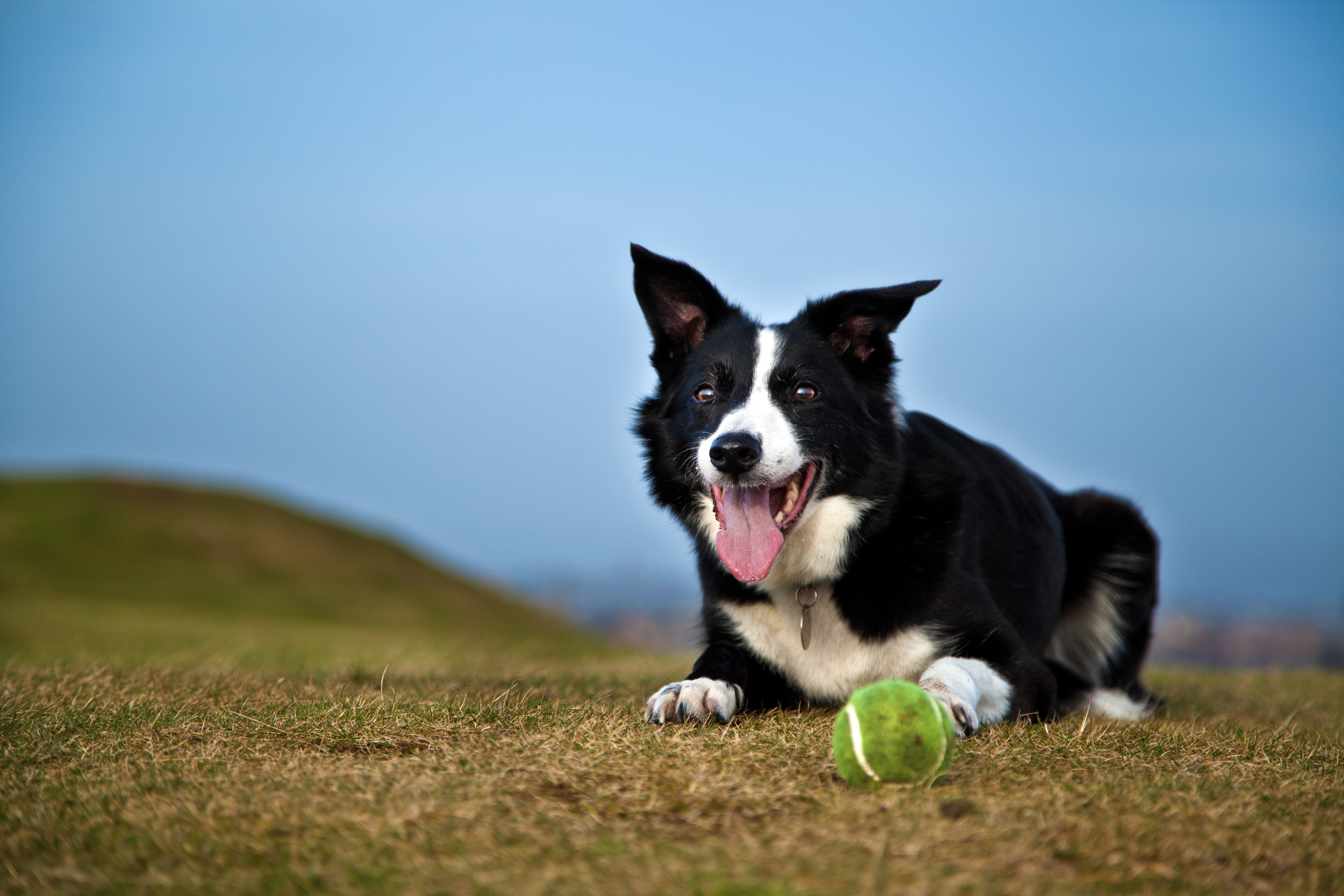 Wallpaper, UK, dog, ball, Scotland, Edinburgh, mary, tennis, bitch, bordercollie, tennisball, blackfordhill 5616x3744