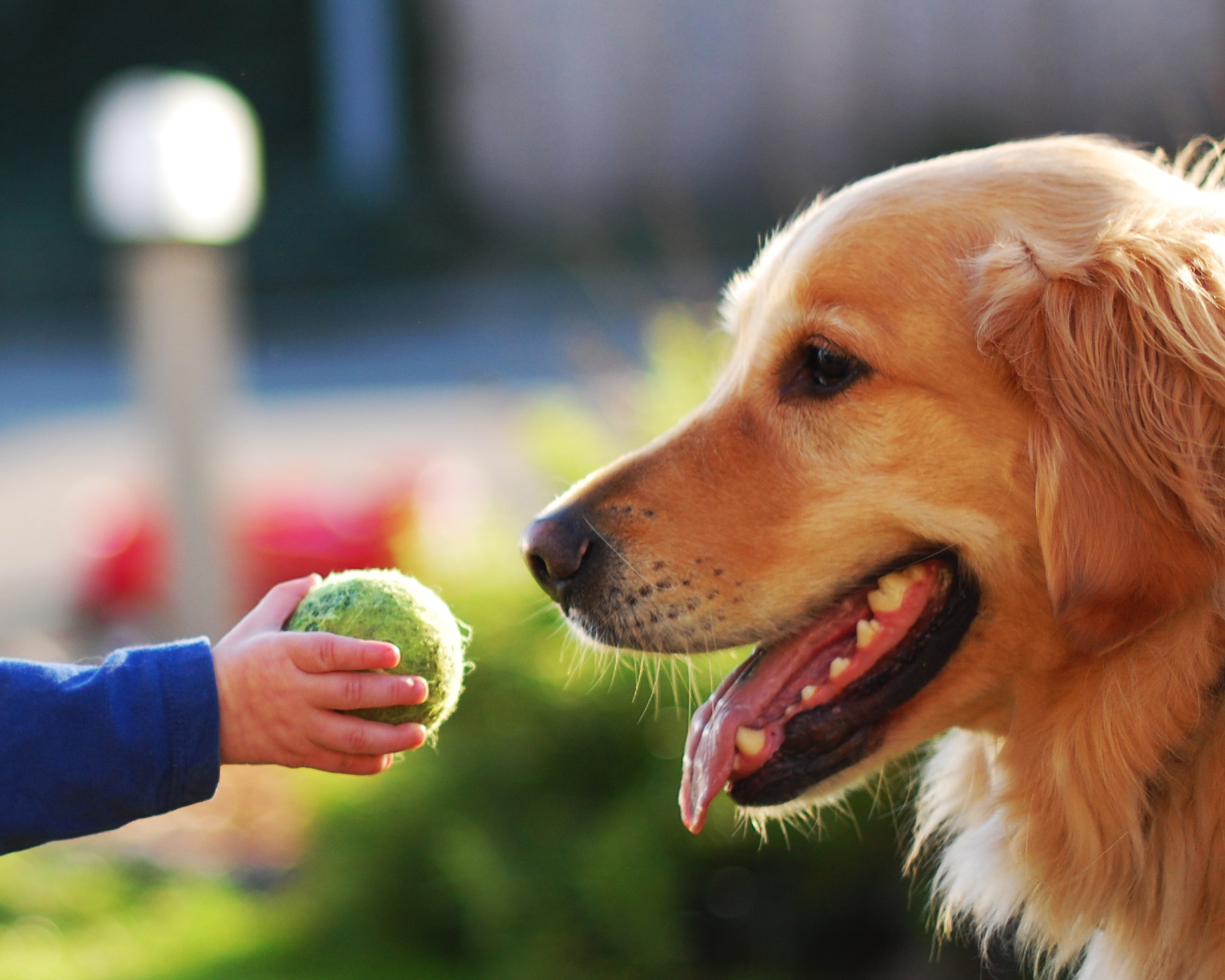 Wallpaper, boy, dog, Max, animal, tongue, ball, fur, 50mm, Nikon, dof, hand, bokeh, f14, explore, Fetch, d40, explored, 50mmf14g, assignment52, maxfwilliams, assignment52082009 1836x1469