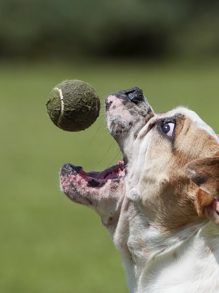 Free download Wallpaper bulldog dog ball wallpaper dog download [2047x1190] for your Desktop, Mobile & Tablet. Explore Bulldog Screensaver and Wallpaper. Bulldog Screensaver and Wallpaper, Sunflower Screensaver and Wallpaper