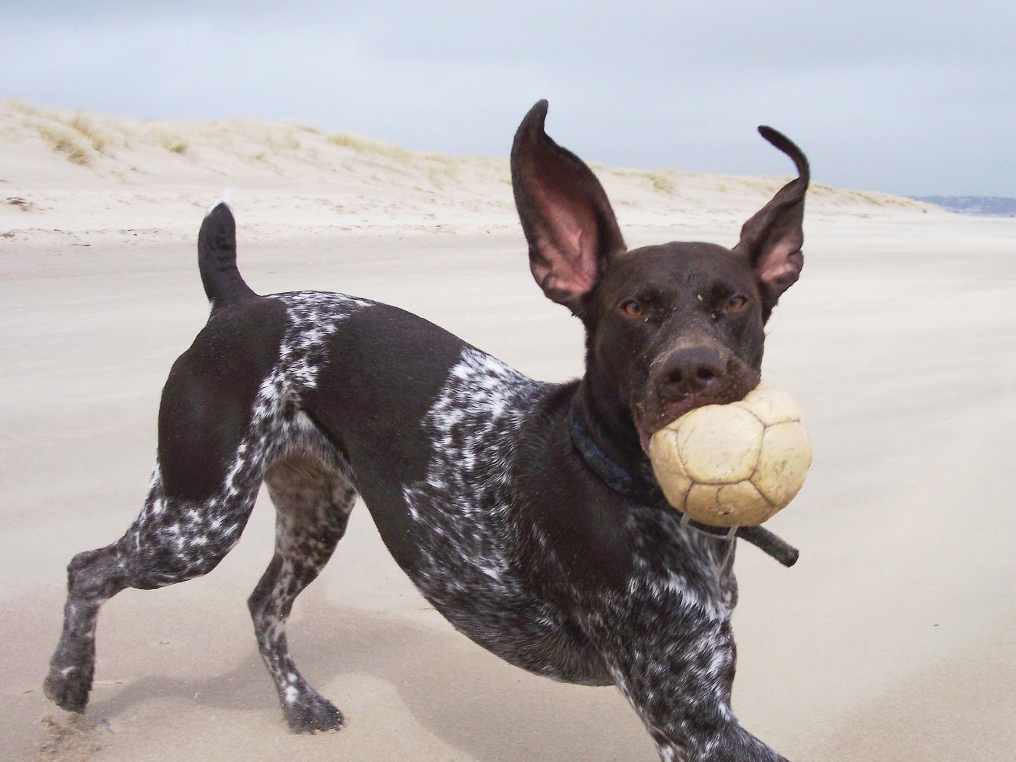 Dog Ball Wallpapers - Wallpaper Cave