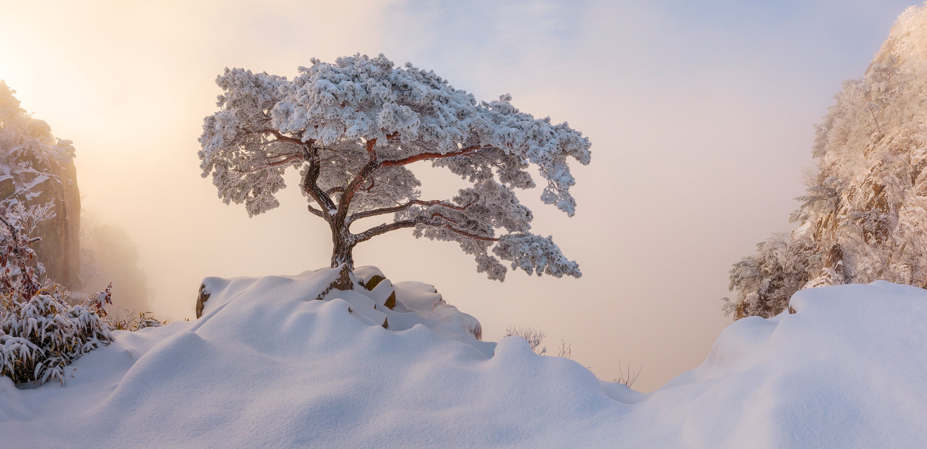 Frozen Pine Tree, Daedunsan South Korea (OC) [3000x1500]: EarthPorn
