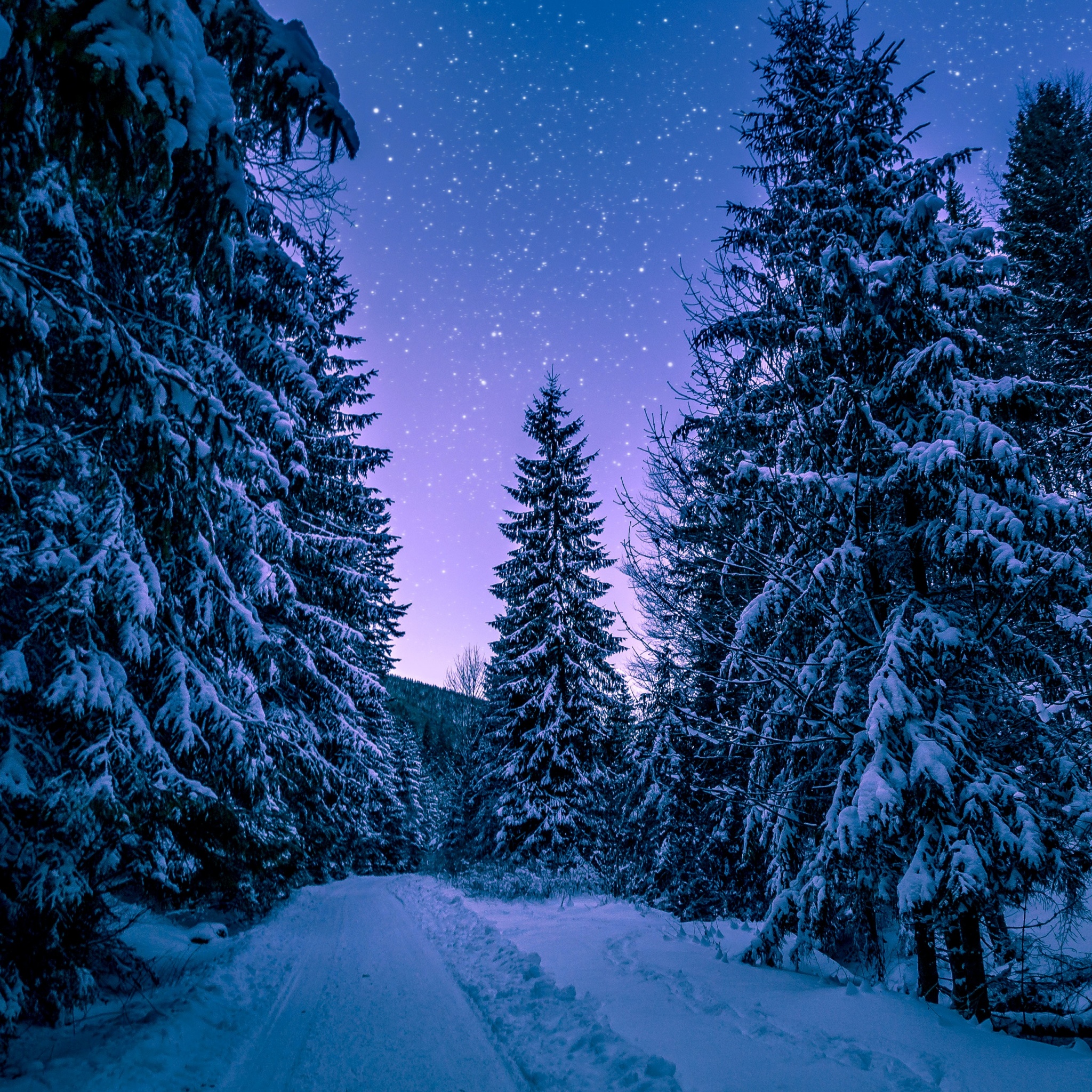 Snowy Trees Wallpaper 4K, Winter, Forest, Frozen, Snow covered, Night sky, Nature