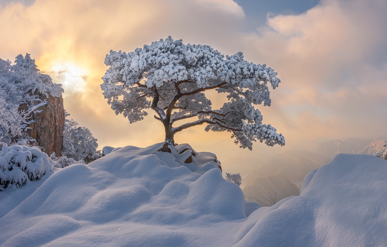 Wallpaper winter, clouds, snow, landscape, mountains, nature, fog, tree, pine, South Korea image for desktop, section пейзажи